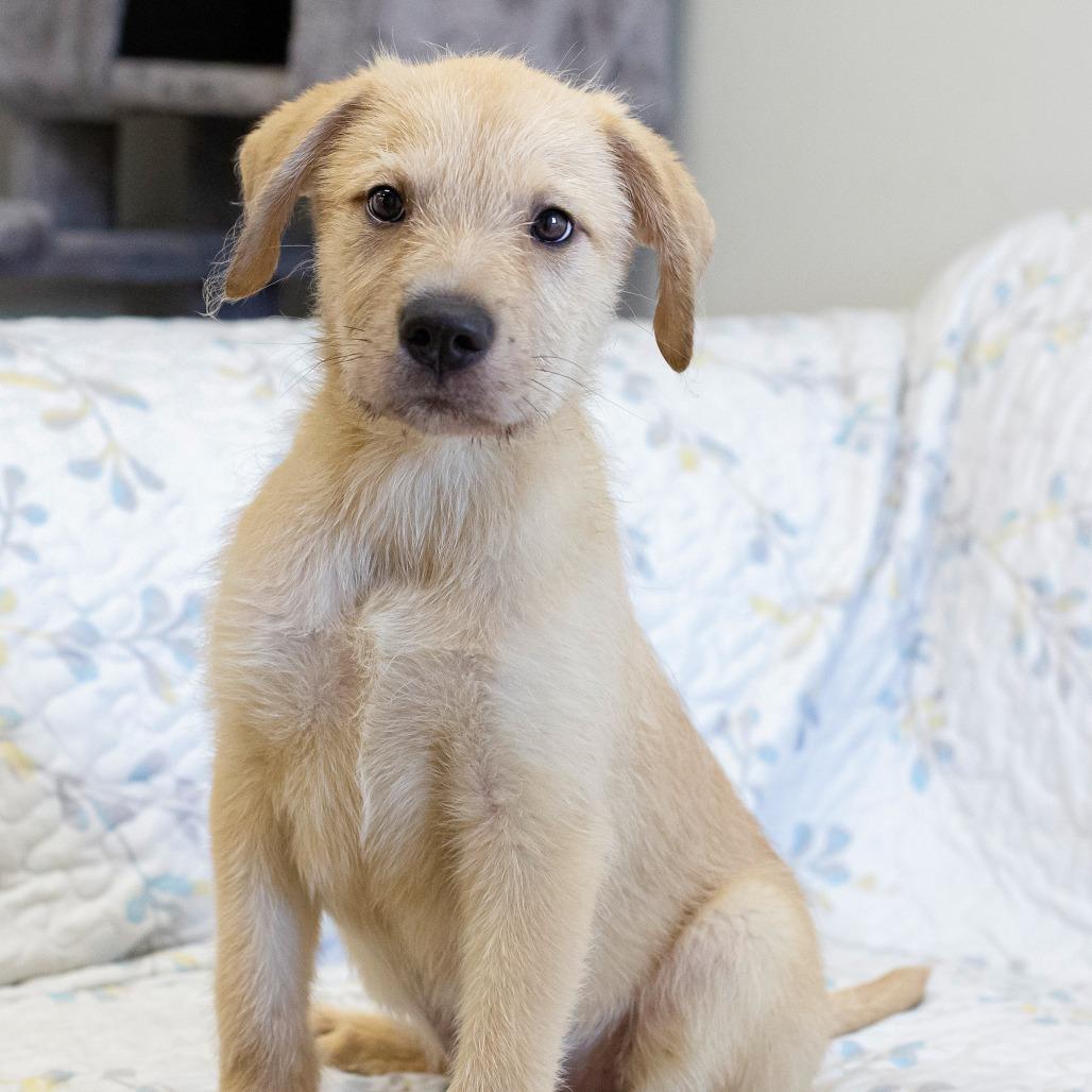 Tito, Adoptable, Puppy Male Mixed Breed.