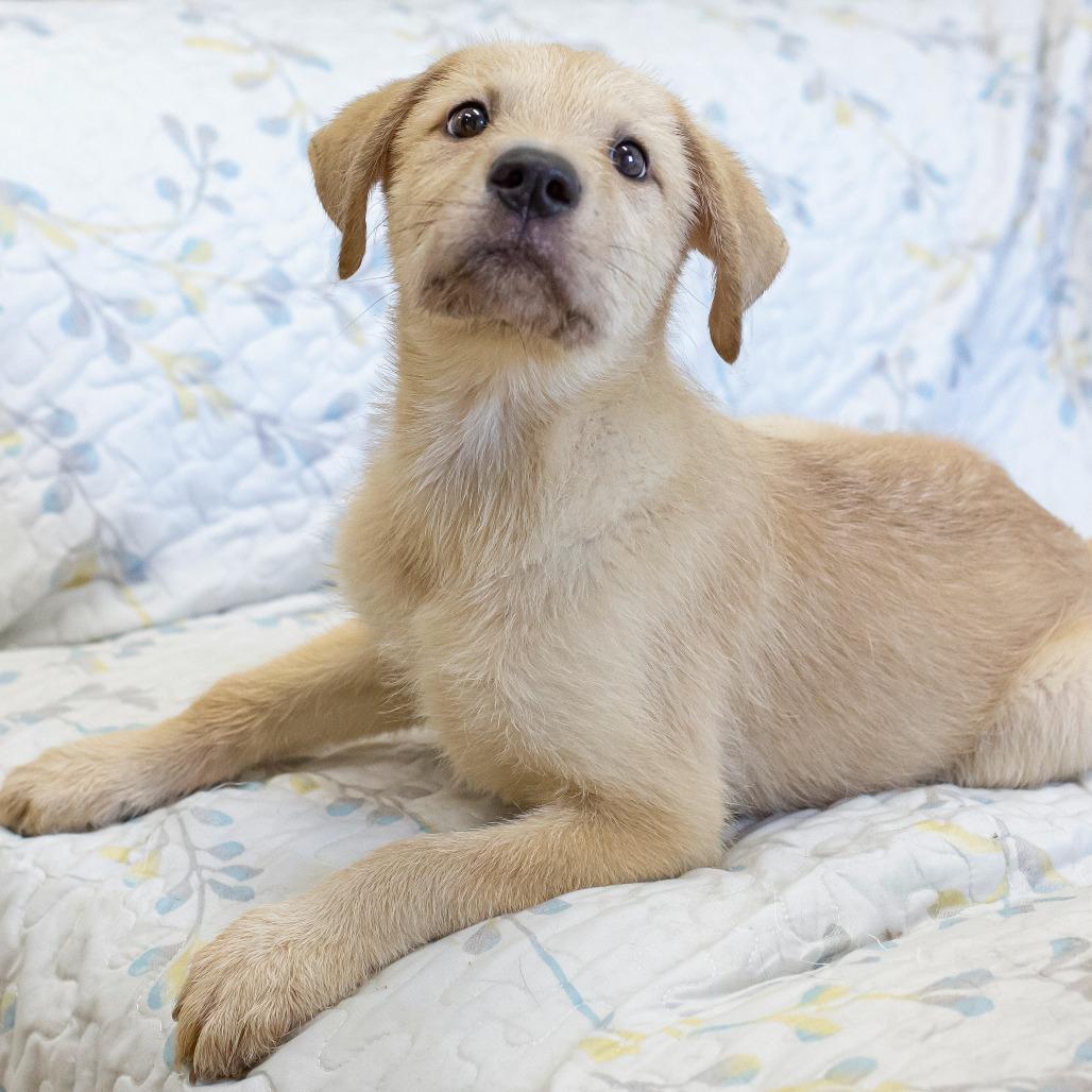 Tito, a Adoptable Mixed Breed in Cartersville, GA image 2/4