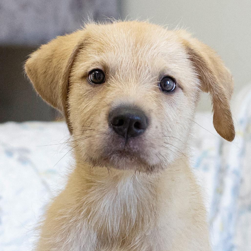 Tito, a Adoptable Mixed Breed in Cartersville, GA image 3/4