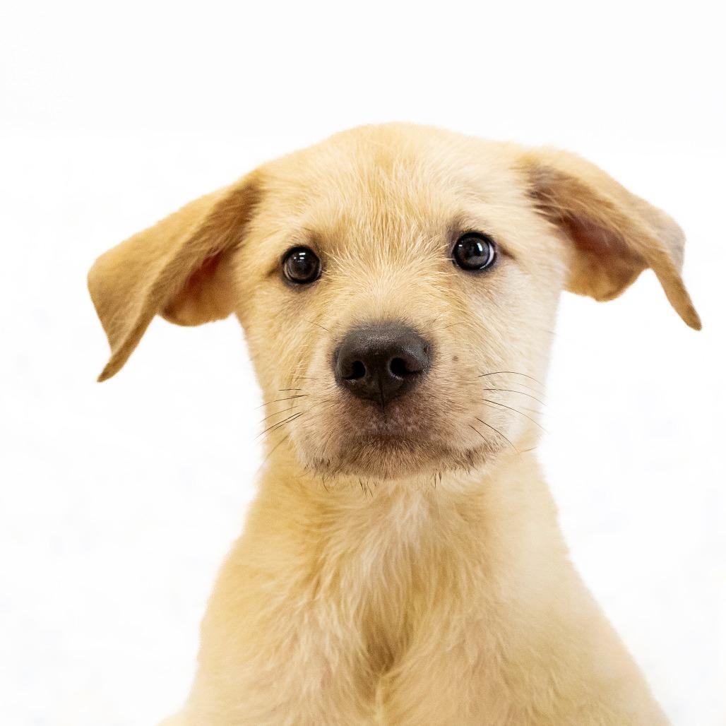 Tito, a Adoptable Mixed Breed in Cartersville, GA image 4/4