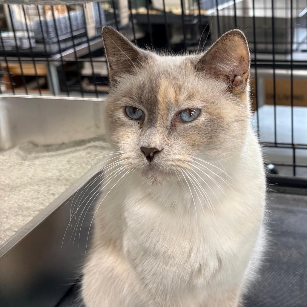 Enlarge Bella, a ADOPTABLE Domestic Short Hair in Blackfoot, ID image 1/1