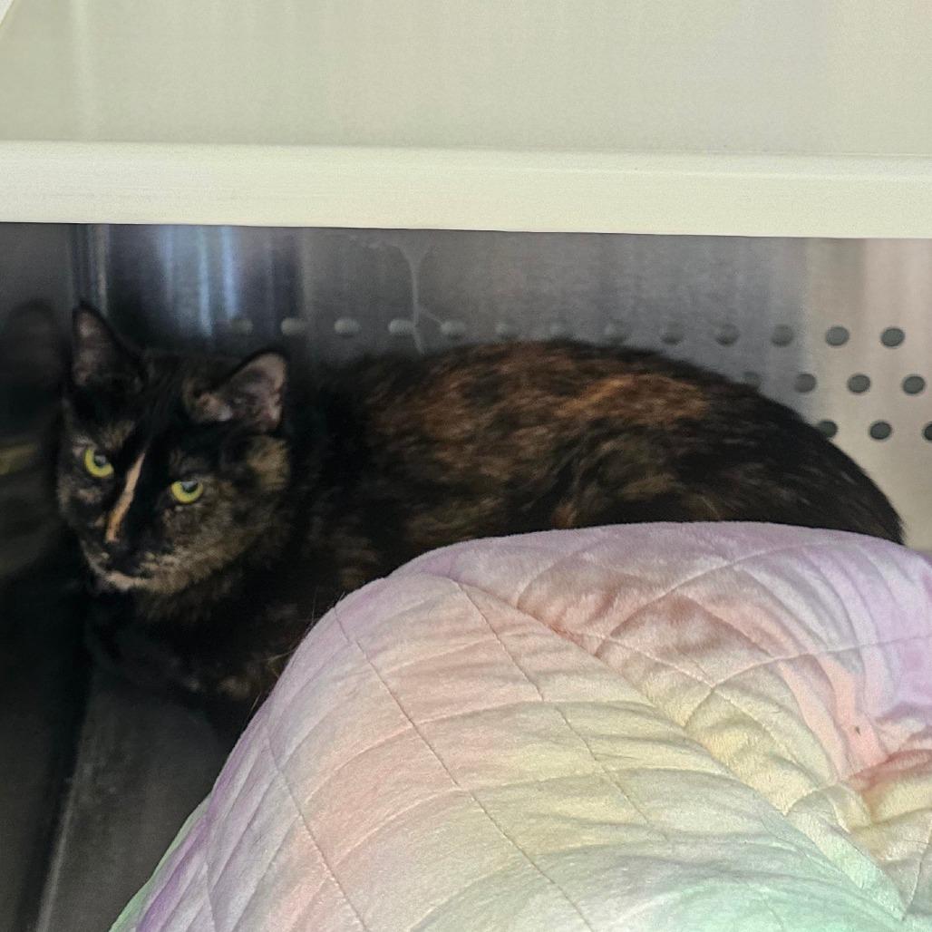 Madam All Spice NM, Adoptable, Adult Female Domestic Short Hair.