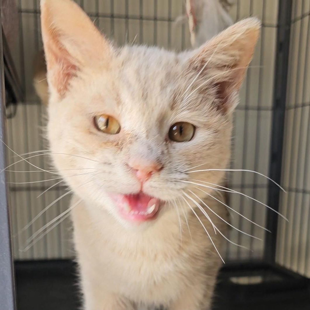 Enlarge Biscuit, a ADOPTABLE Domestic Short Hair in Denison, IA image 3/3