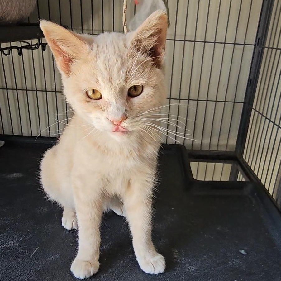 Enlarge Biscuit, a ADOPTABLE Domestic Short Hair in Denison, IA image 1/3