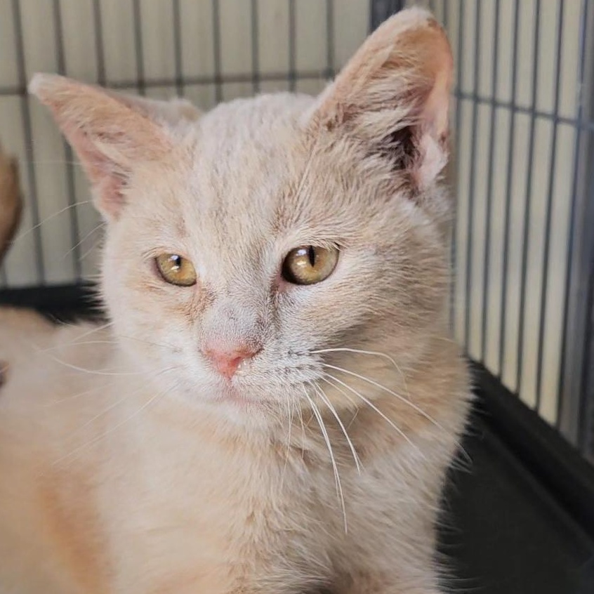 Enlarge Biscuit, a ADOPTABLE Domestic Short Hair in Denison, IA image 2/3