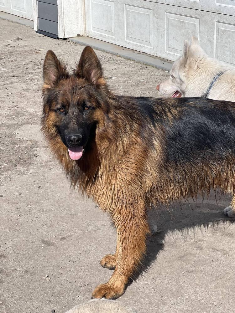 Titan *READ ENTIRE DESCRIPTION*, Adoptable, Adult Male German Shepherd Dog.