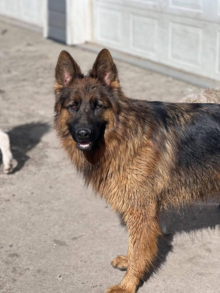 Enlarge Titan *READ ENTIRE DESCRIPTION*, a Adoptable German Shepherd Dog in Spokane, WA image 2/2