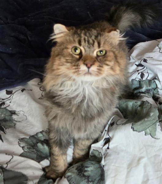 Enlarge WV - Jackson (MCR) *FIV Positive*, a ADOPTABLE mixed breed in Mount Lookout , WV image 2/2