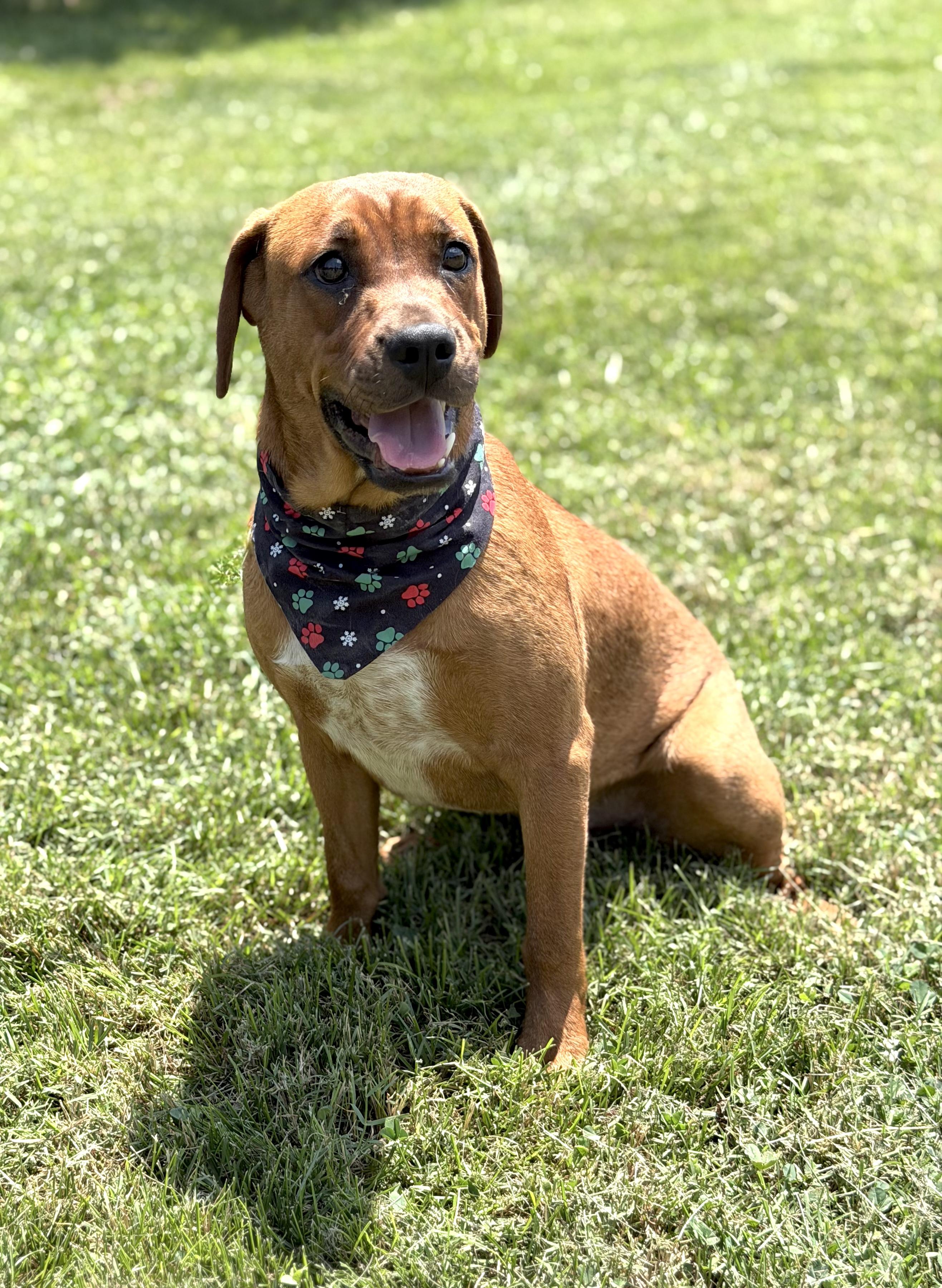 Rocket, a ADOPTABLE mixed breed in Maryville, TN image 3/6