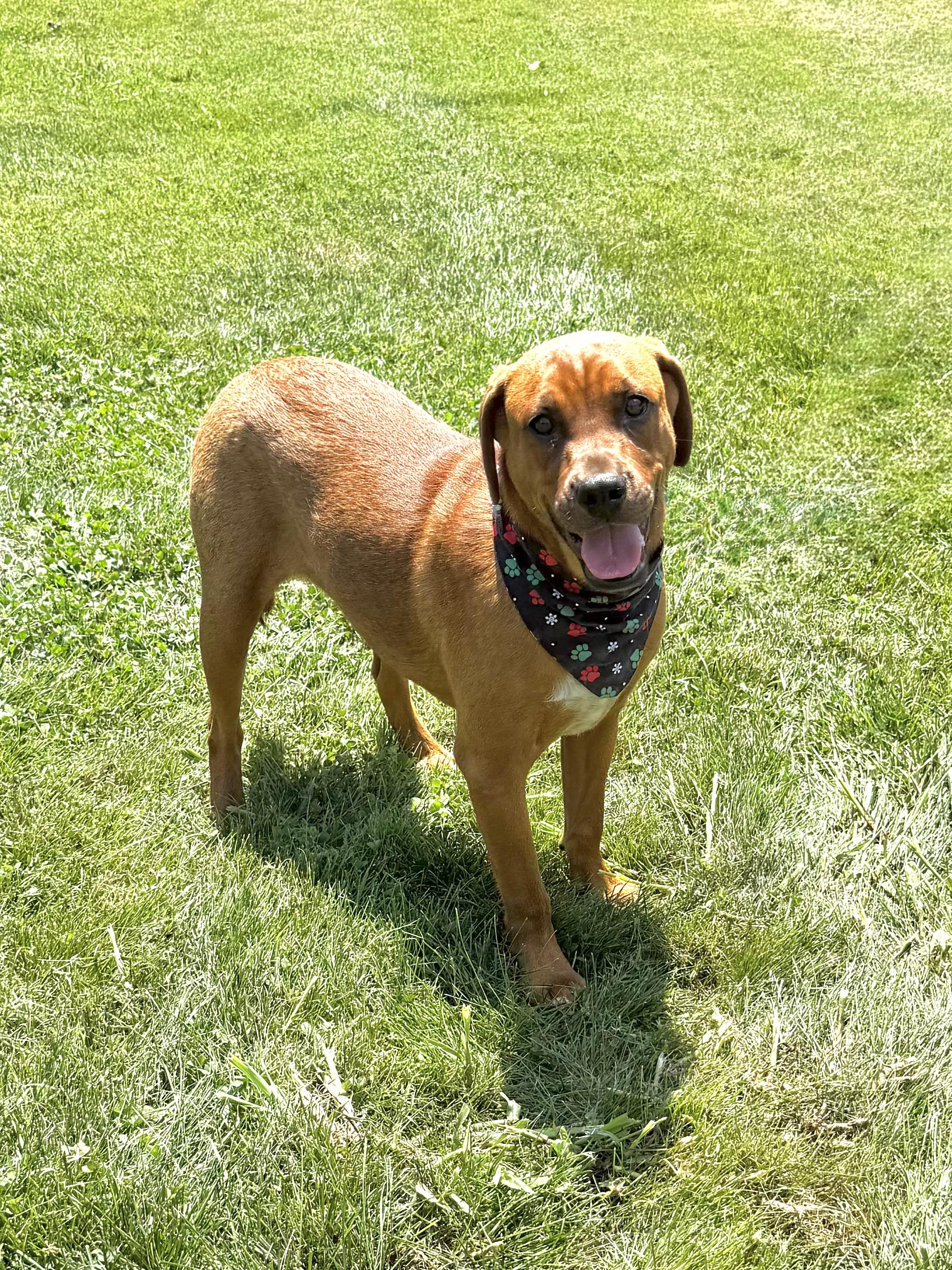 Rocket, a ADOPTABLE mixed breed in Maryville, TN image 5/6