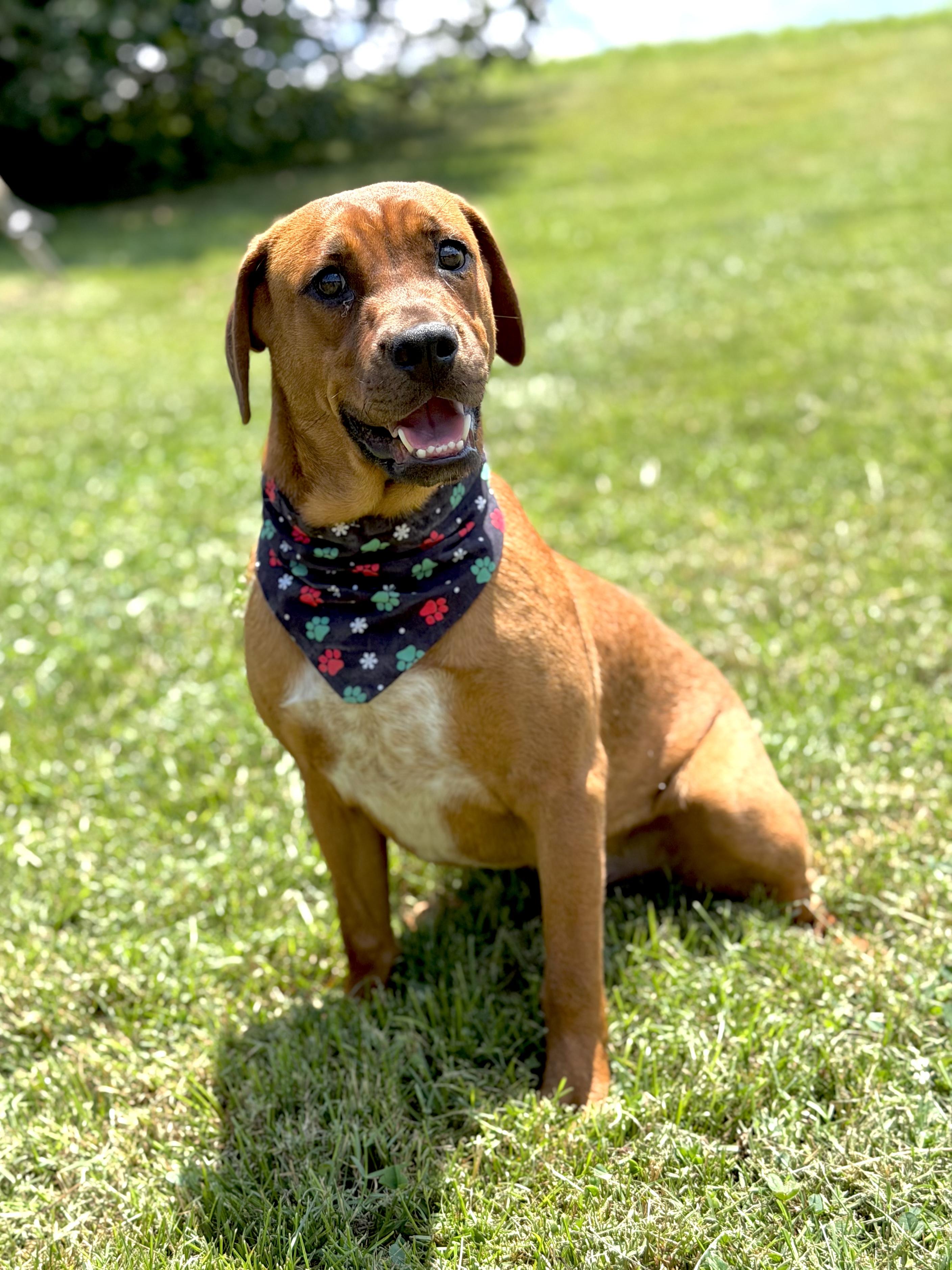 Rocket, a ADOPTABLE mixed breed in Maryville, TN image 6/6