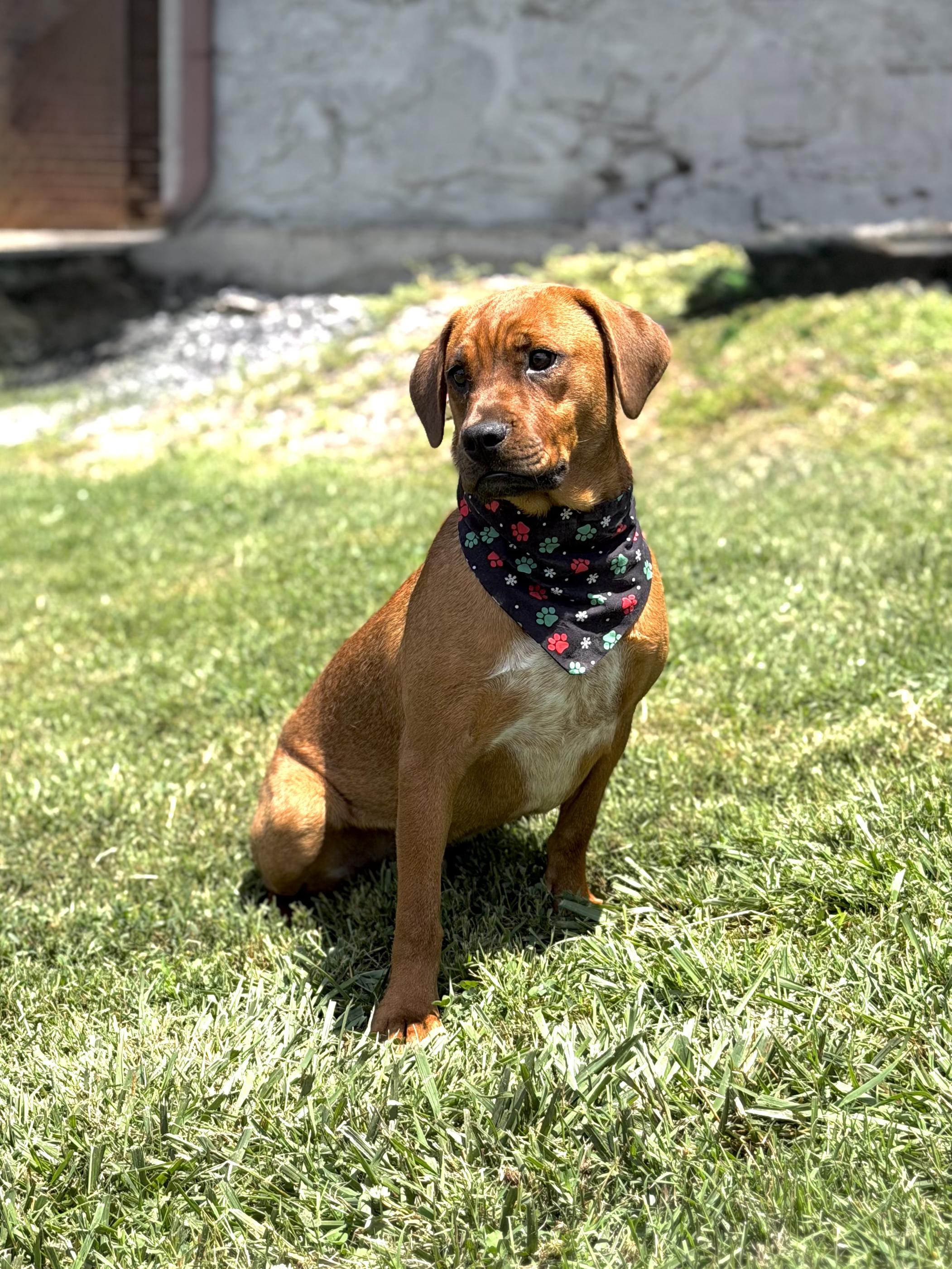 Rocket, a ADOPTABLE mixed breed in Maryville, TN image 2/6