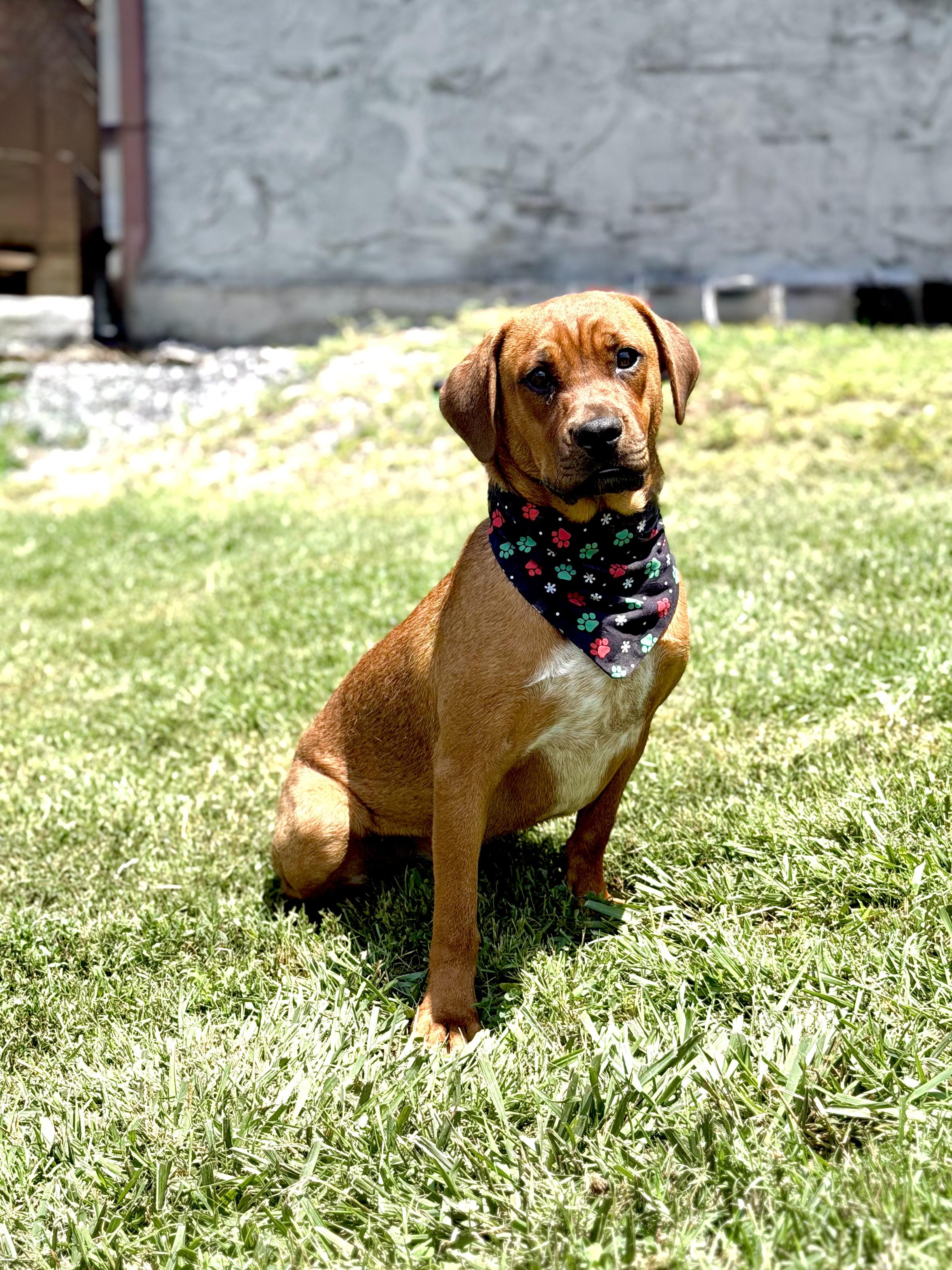 Rocket, a ADOPTABLE mixed breed in Maryville, TN image 4/6