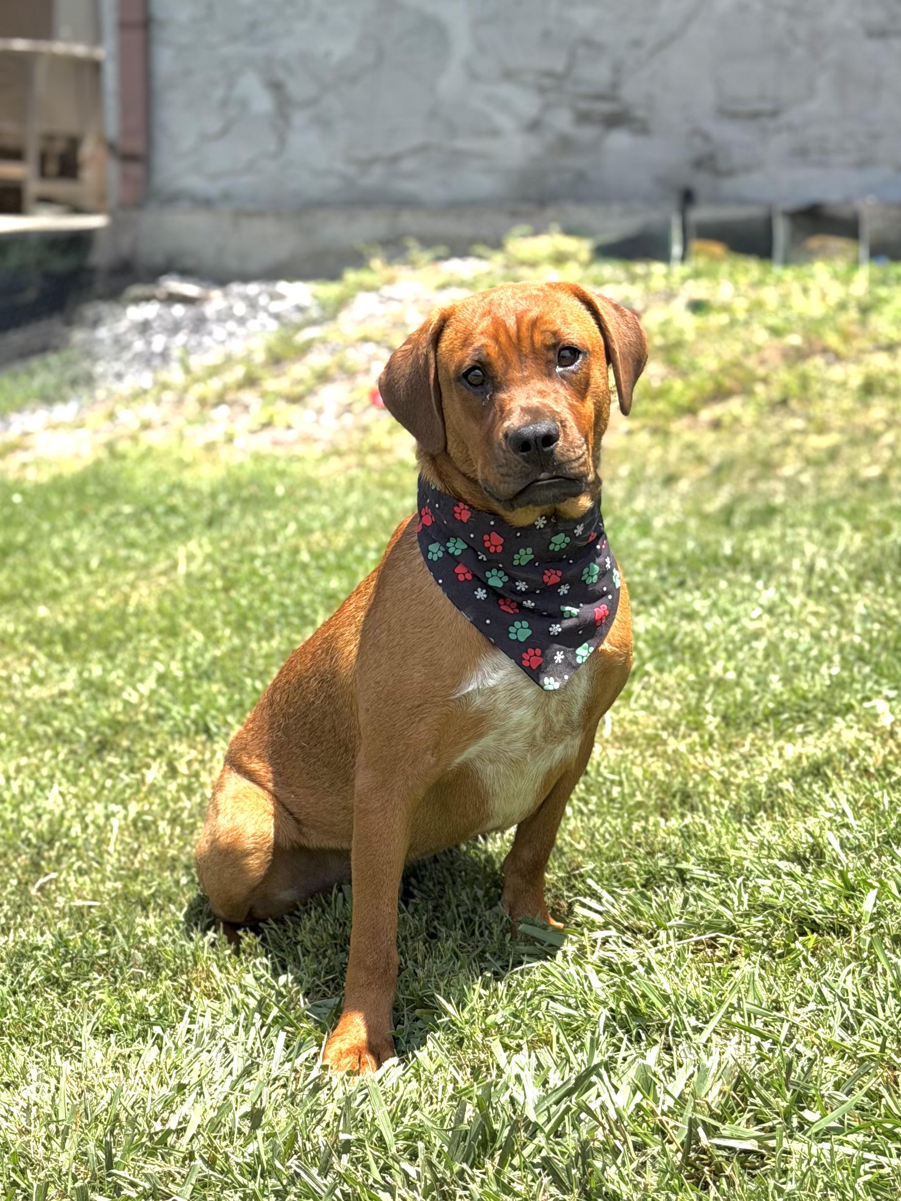 Rocket, a ADOPTABLE mixed breed in Maryville, TN image 1/6