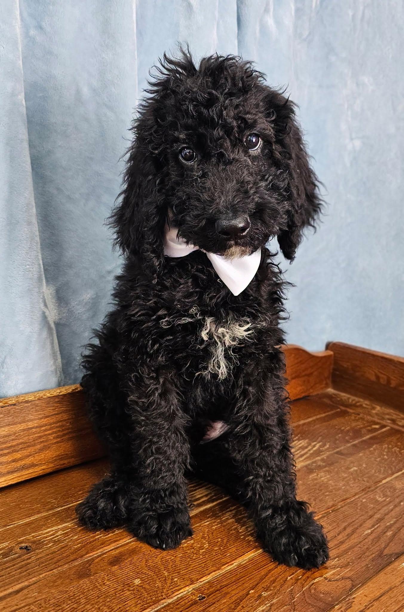 Enlarge Piccolo, a Adopted Standard Poodle in East Sparta, OH image 1/1