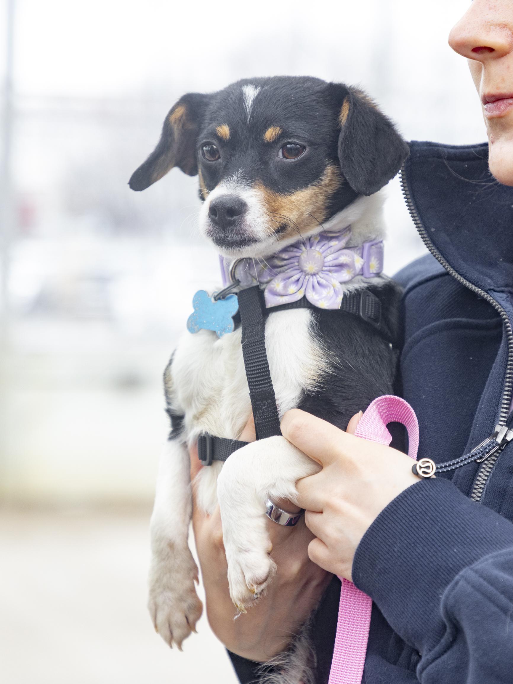 Enlarge Nikki, a ADOPTABLE mixed breed in Minneapolis, MN image 2/6