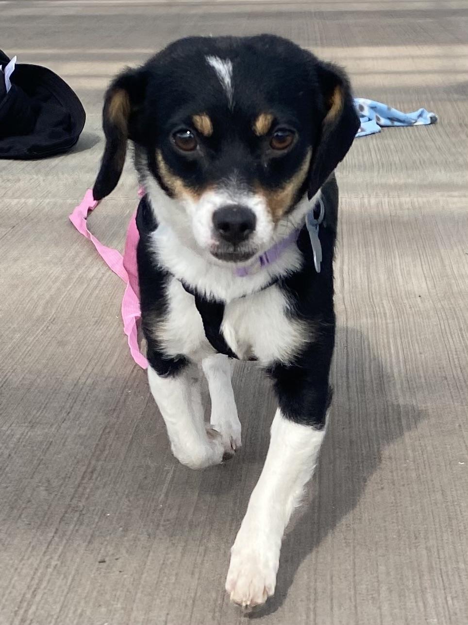 Enlarge Nikki, a ADOPTABLE mixed breed in Minneapolis, MN image 6/6