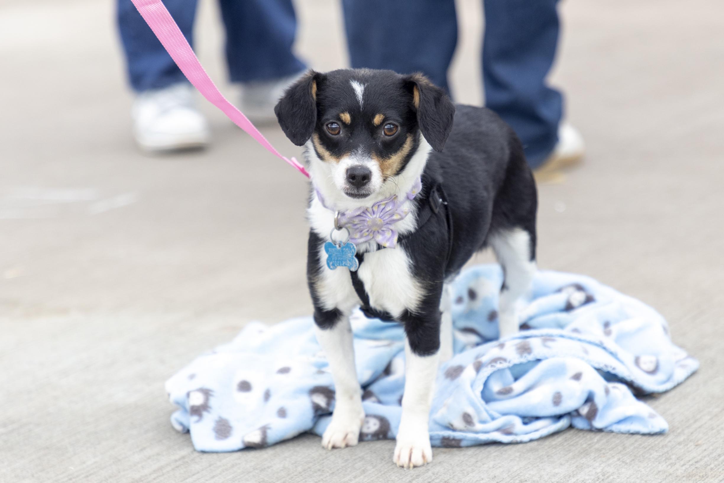 Enlarge Nikki, a ADOPTABLE mixed breed in Minneapolis, MN image 1/6
