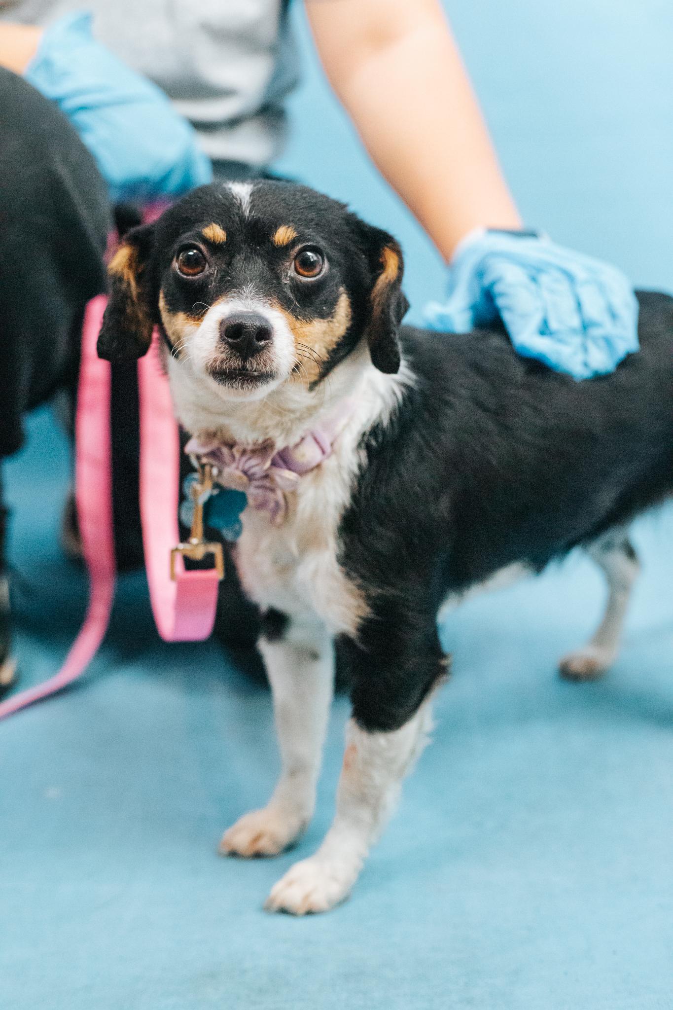 Enlarge Nikki, a ADOPTABLE mixed breed in Minneapolis, MN image 3/6