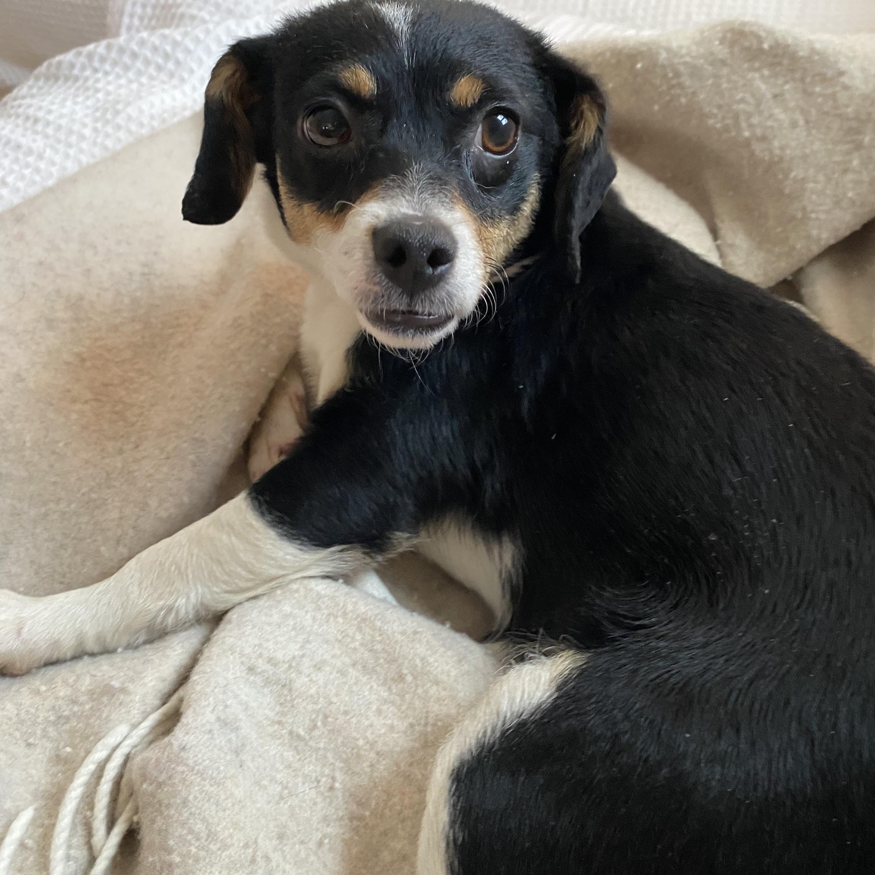 Enlarge Nikki, a ADOPTABLE mixed breed in Minneapolis, MN image 4/6