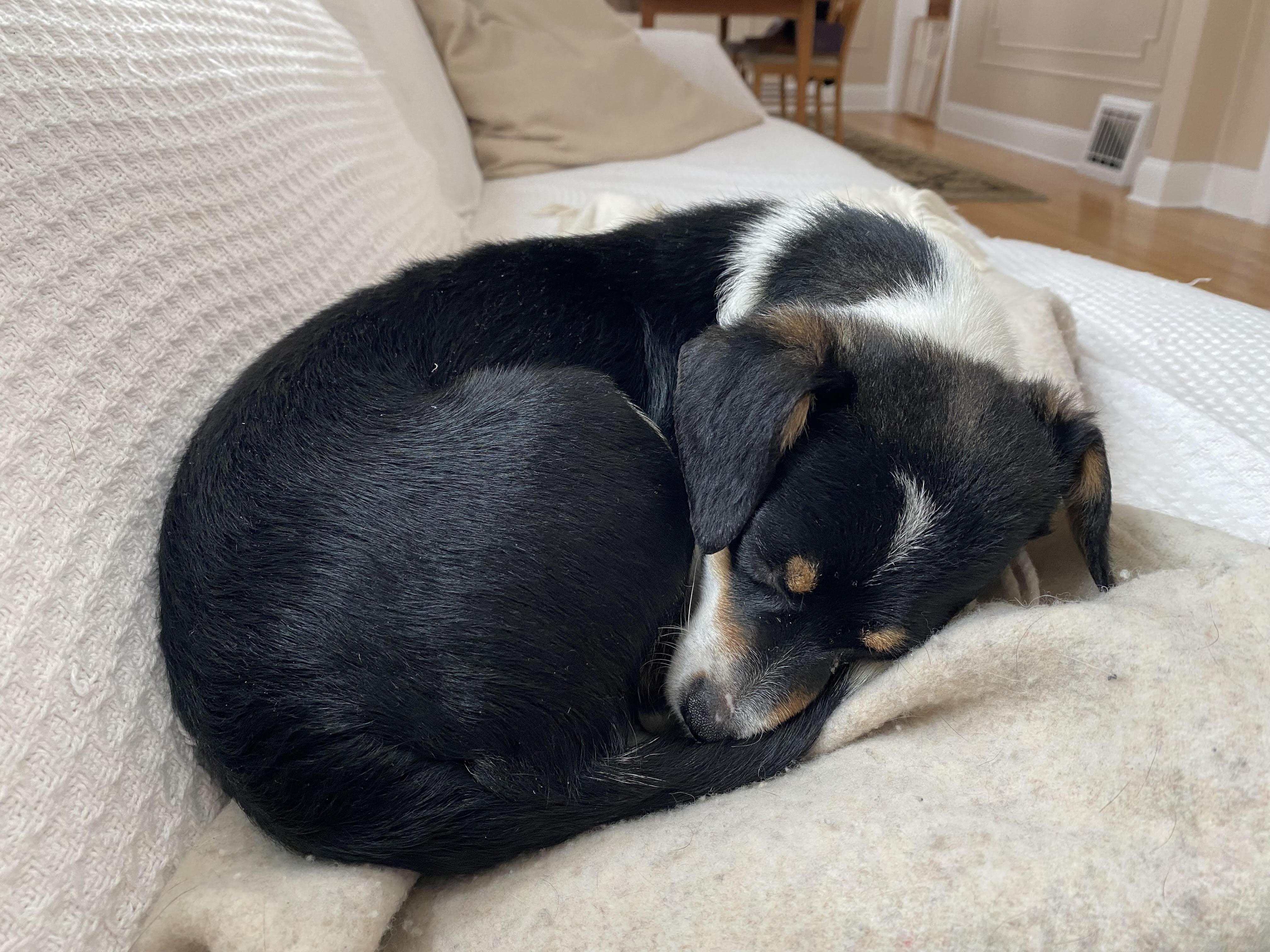 Enlarge Nikki, a ADOPTABLE mixed breed in Minneapolis, MN image 5/6