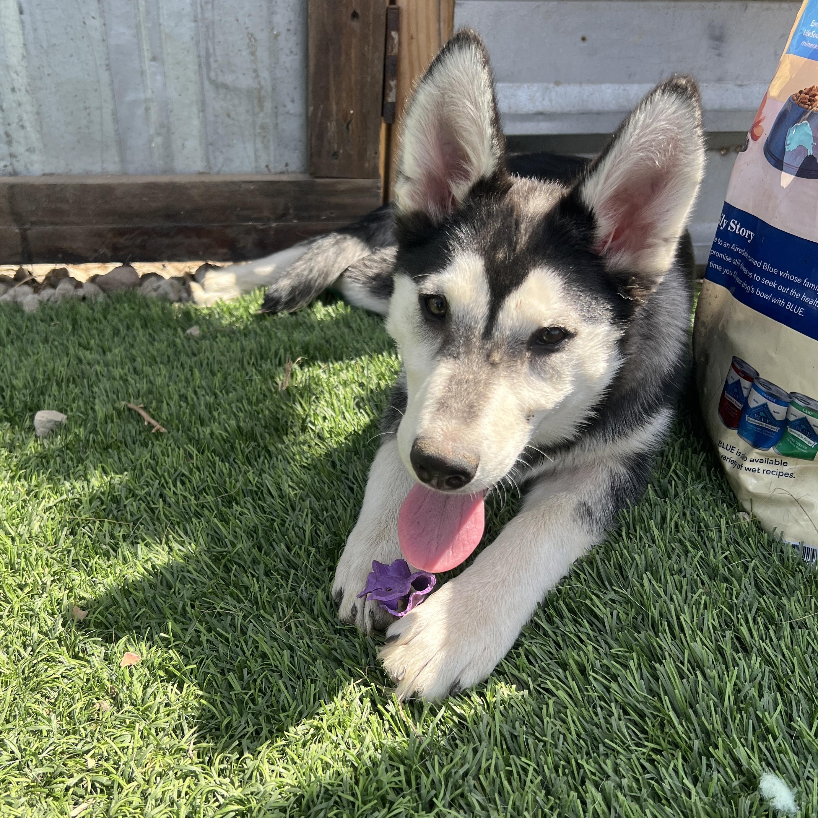 Kira, Adoptable, Puppy Female Husky & German Shepherd Dog.