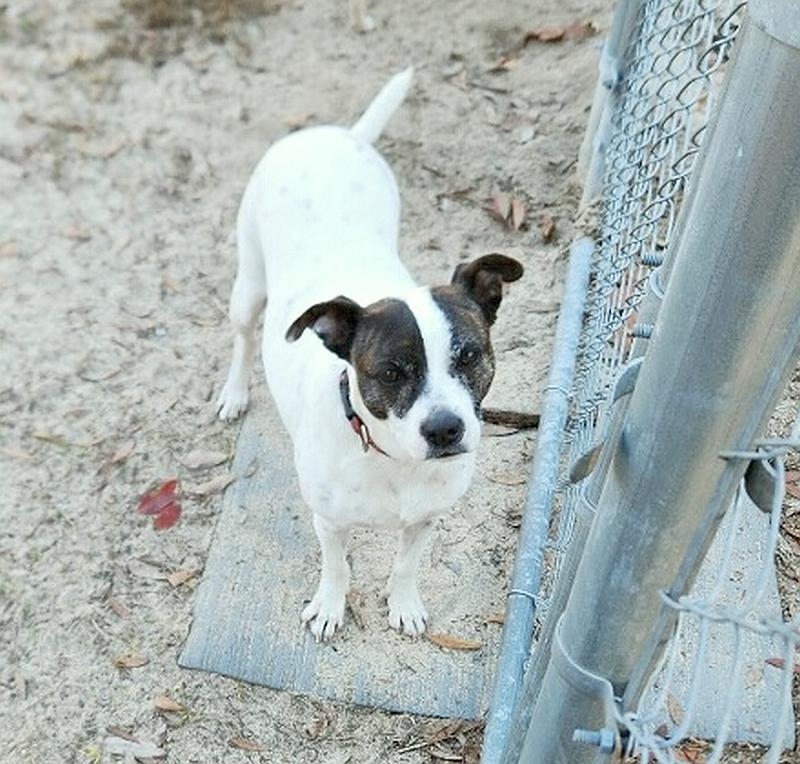 Rosie, a ADOPTABLE mixed breed in Camden, SC image 1/6