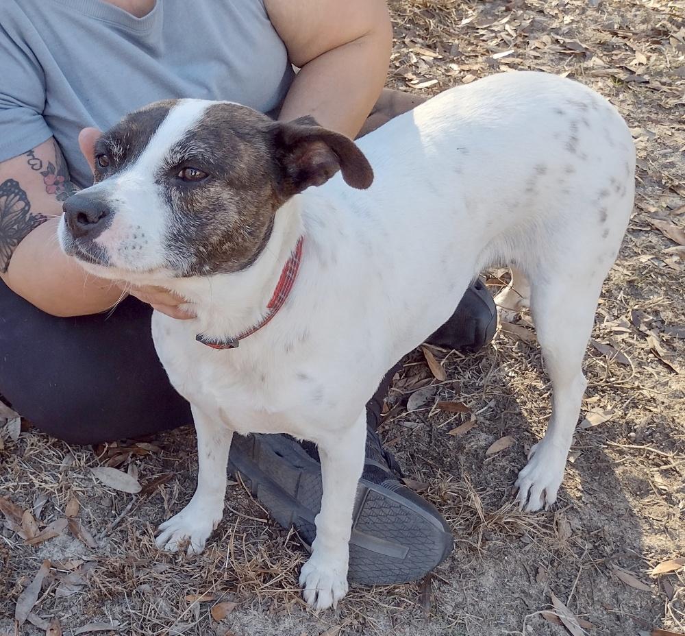 Rosie, ADOPTABLE, Adult Female Jack Russell Terrier.