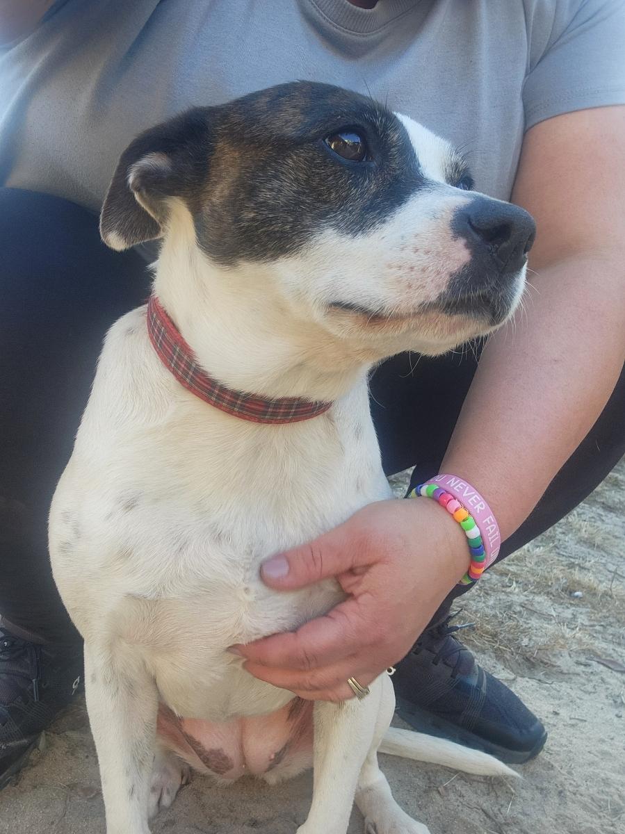 Rosie, a ADOPTABLE mixed breed in Camden, SC image 4/6