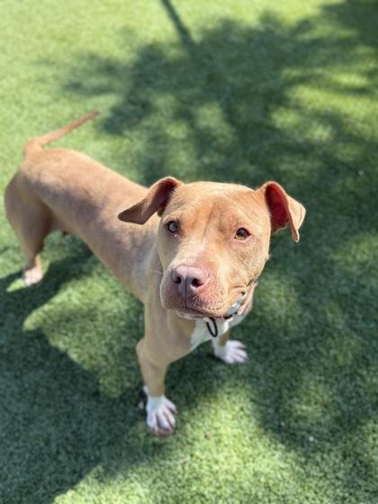 Enlarge Velvet, a Adoptable mixed breed in Valley View, OH image 2/6