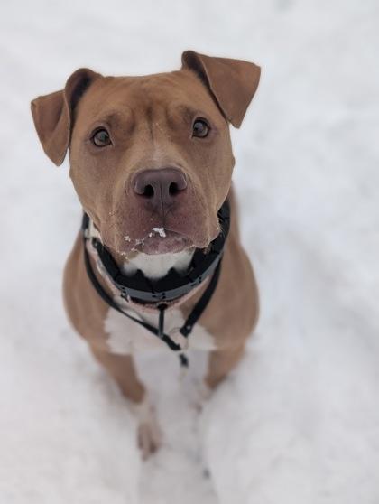 Enlarge Velvet, a Adoptable mixed breed in Valley View, OH image 3/6