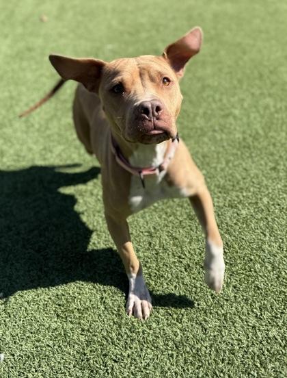 Enlarge Velvet, a Adoptable mixed breed in Valley View, OH image 5/6