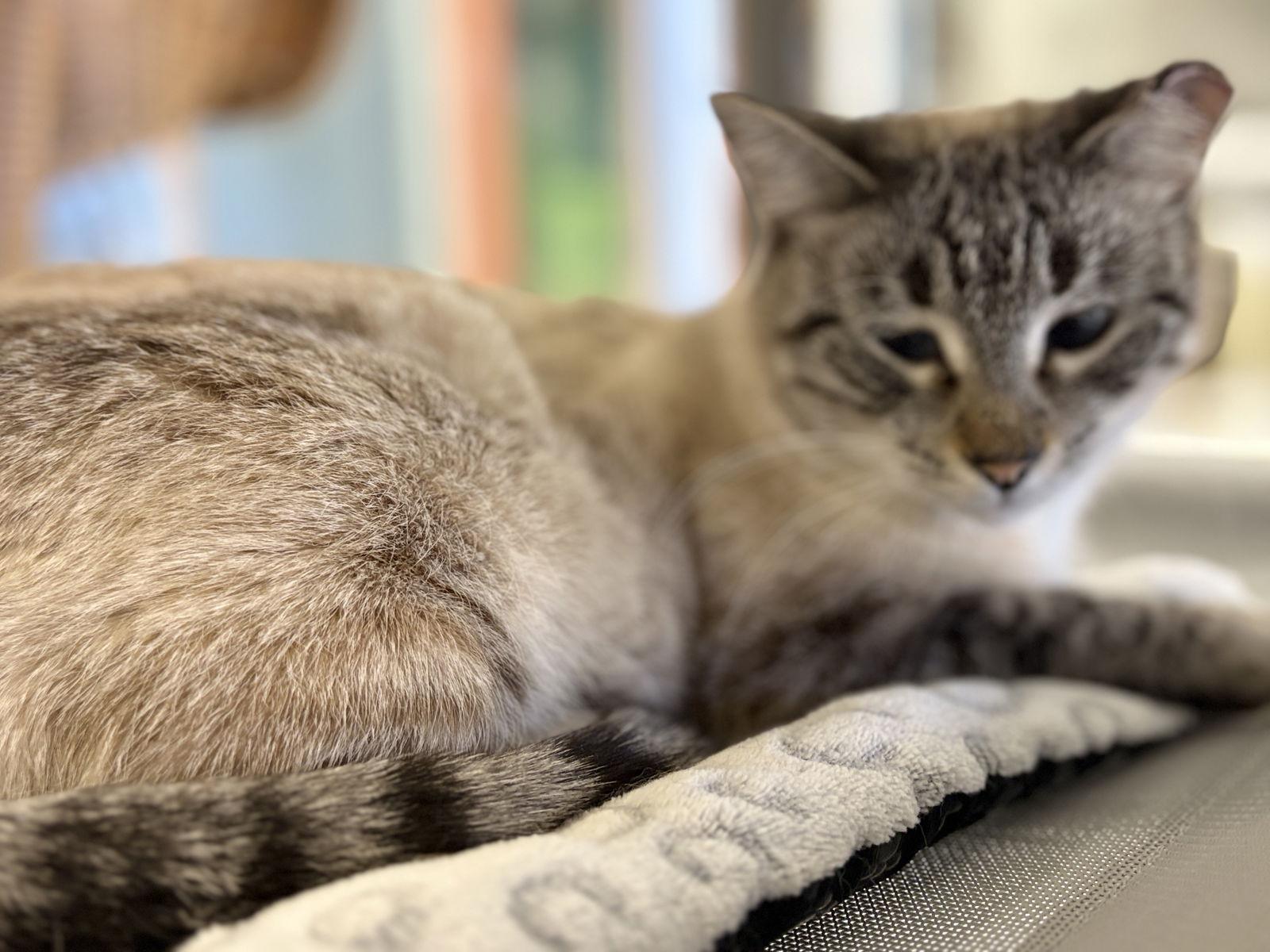 Nomad, a Adoptable Siamese in Evergreen, CO image 1/3