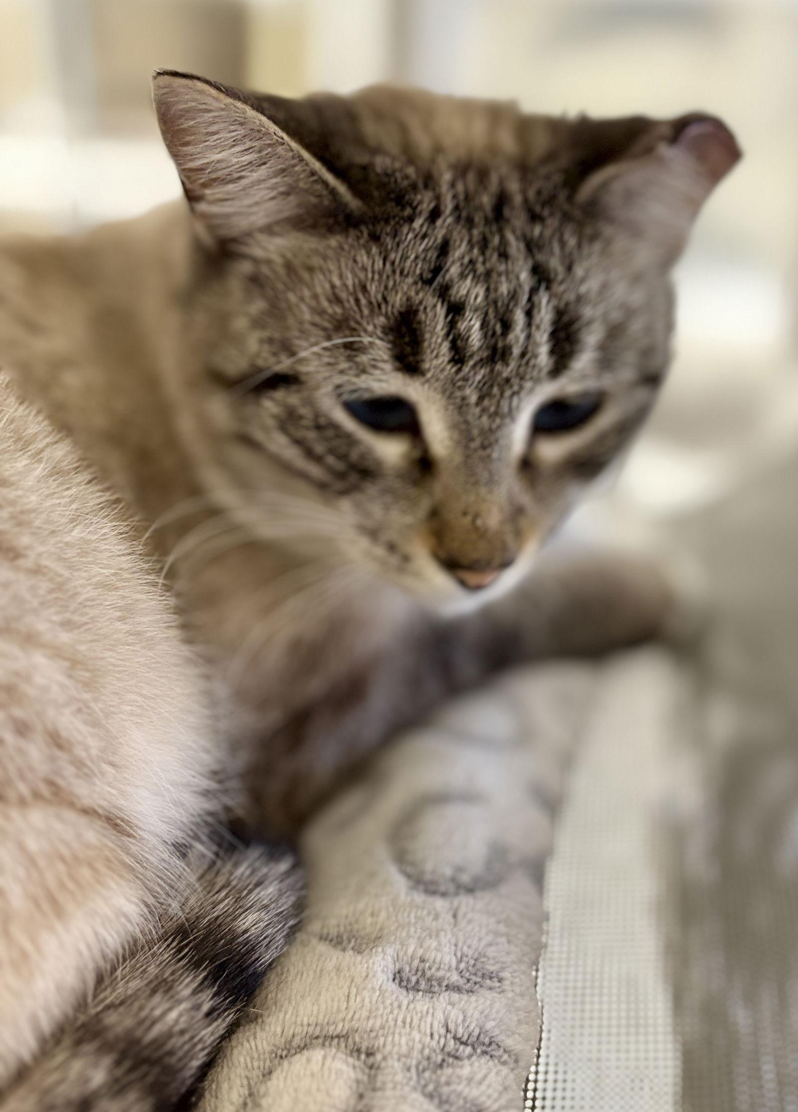 Nomad, a Adoptable Siamese in Evergreen, CO image 2/3