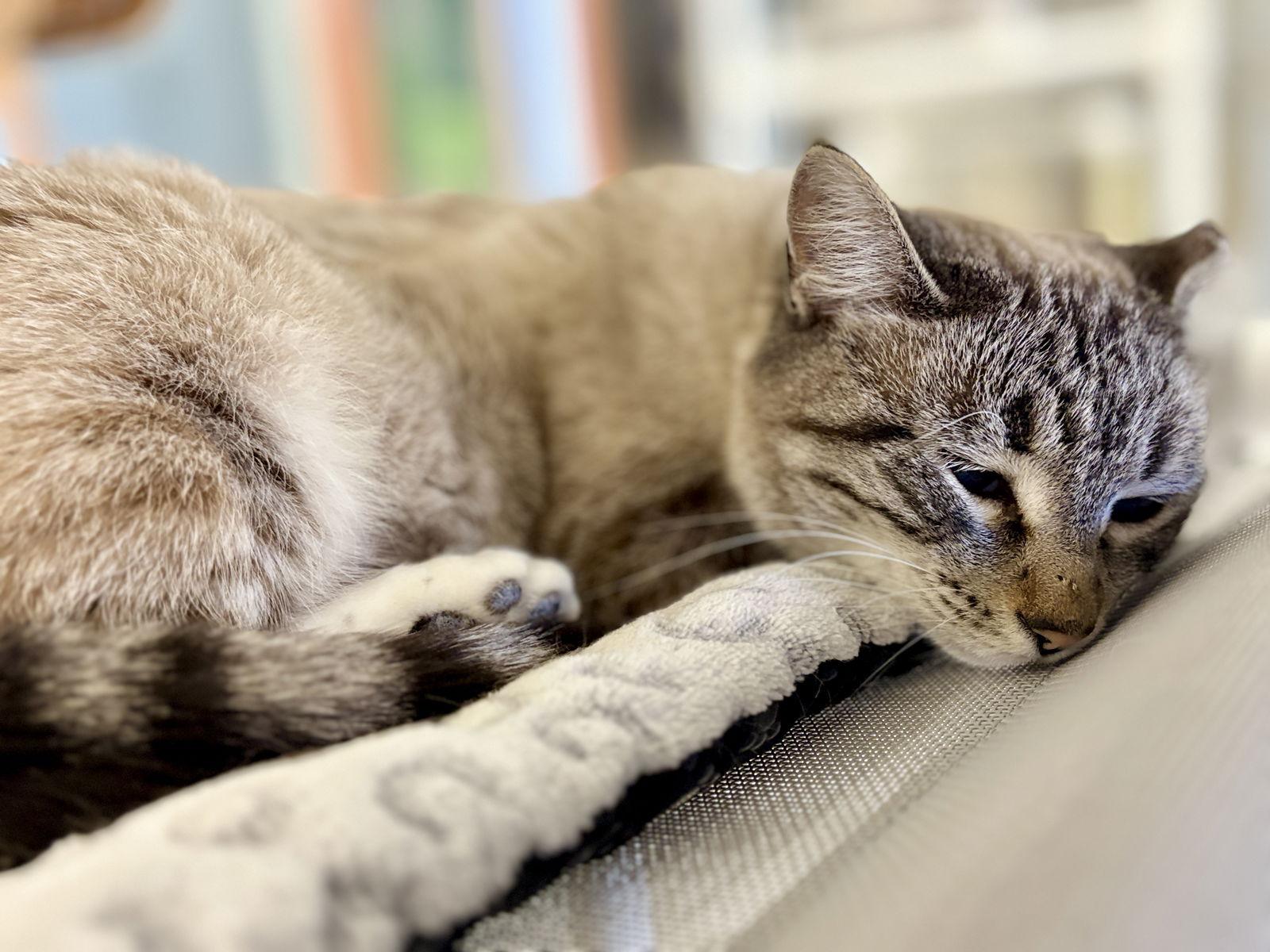 Nomad, a Adoptable Siamese in Evergreen, CO image 3/3