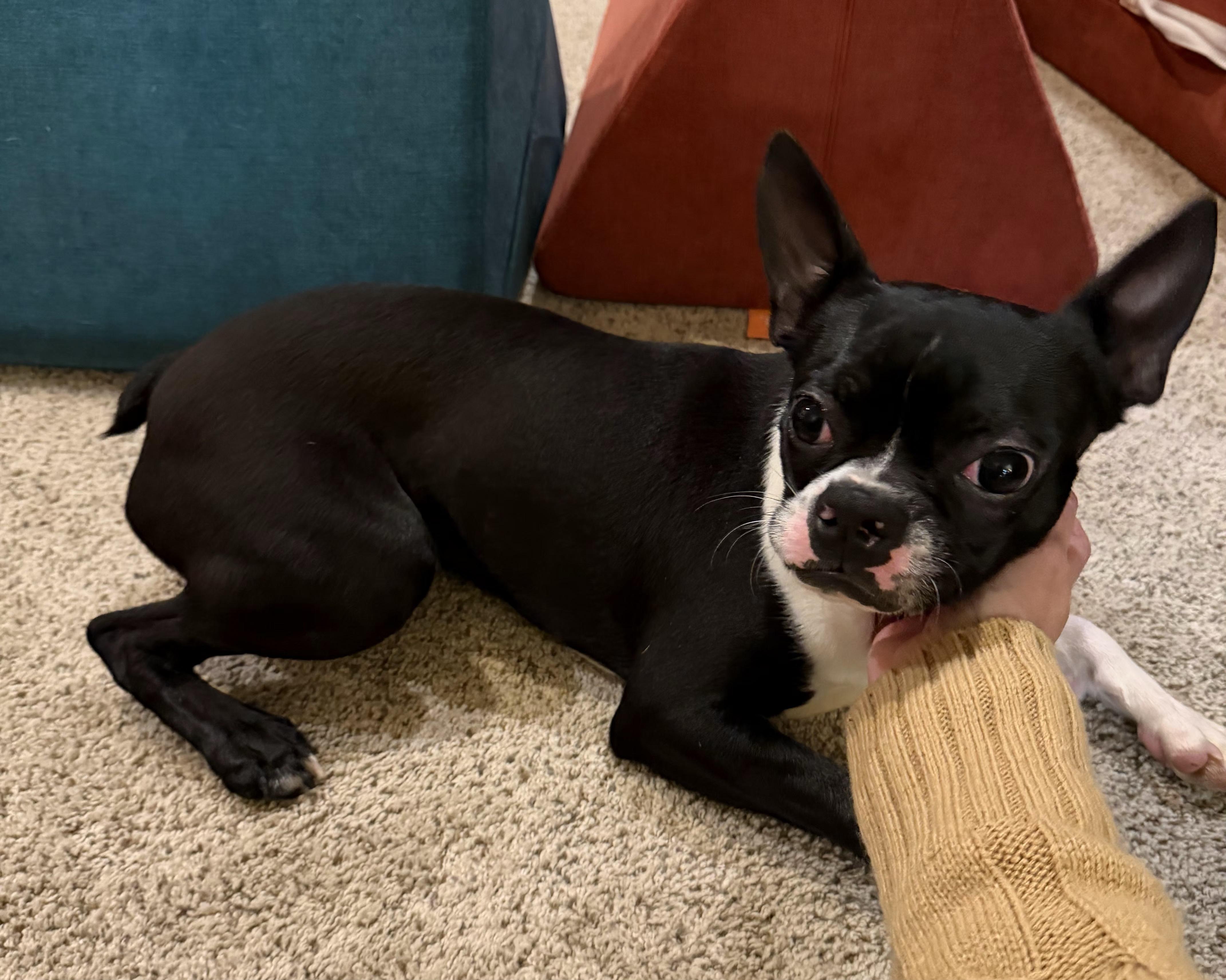 Teddy in IA, a Adoptable Boston Terrier in Des Moines, IA image 1/4