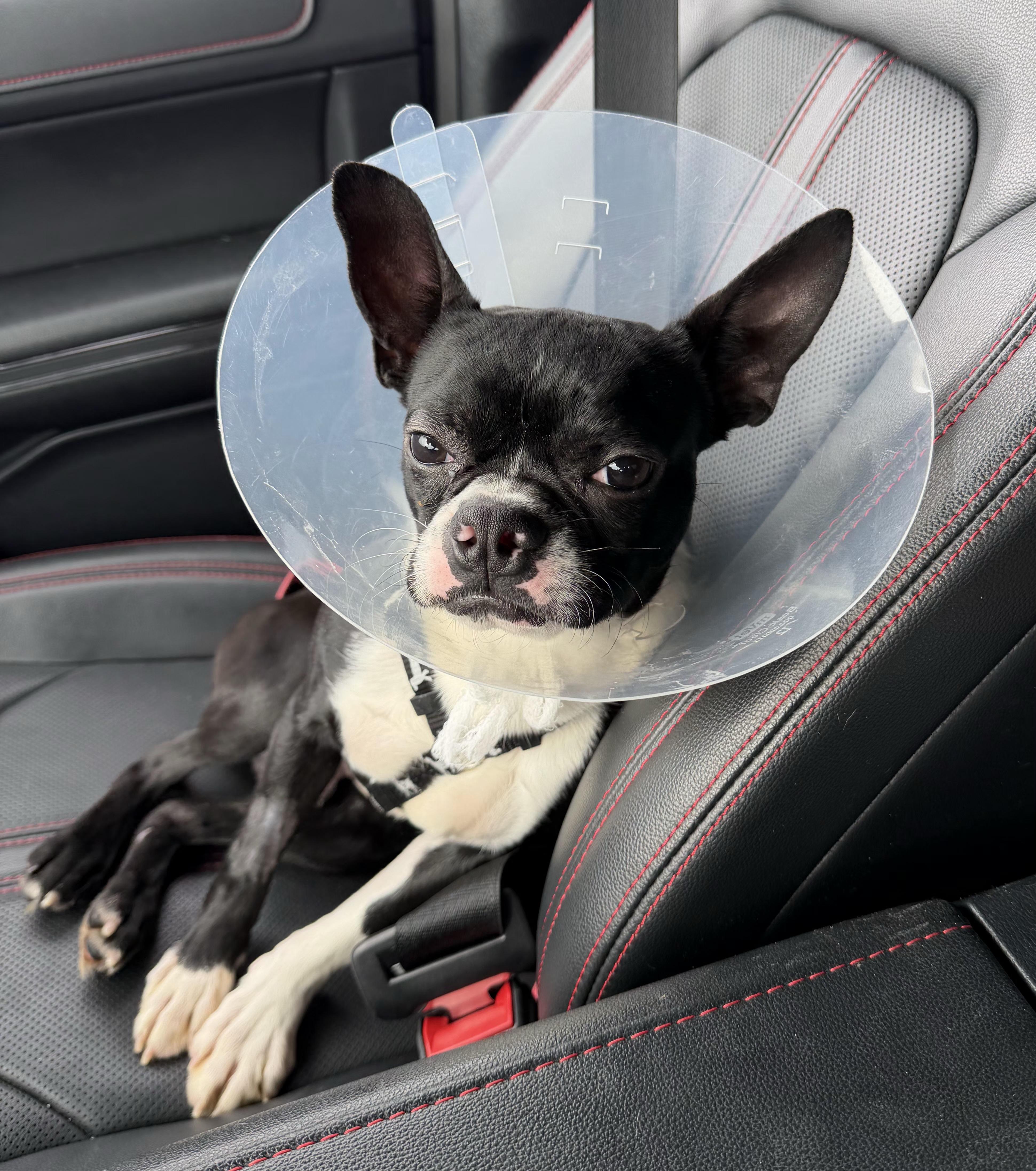 Teddy in IA, a Adoptable Boston Terrier in Des Moines, IA image 2/4