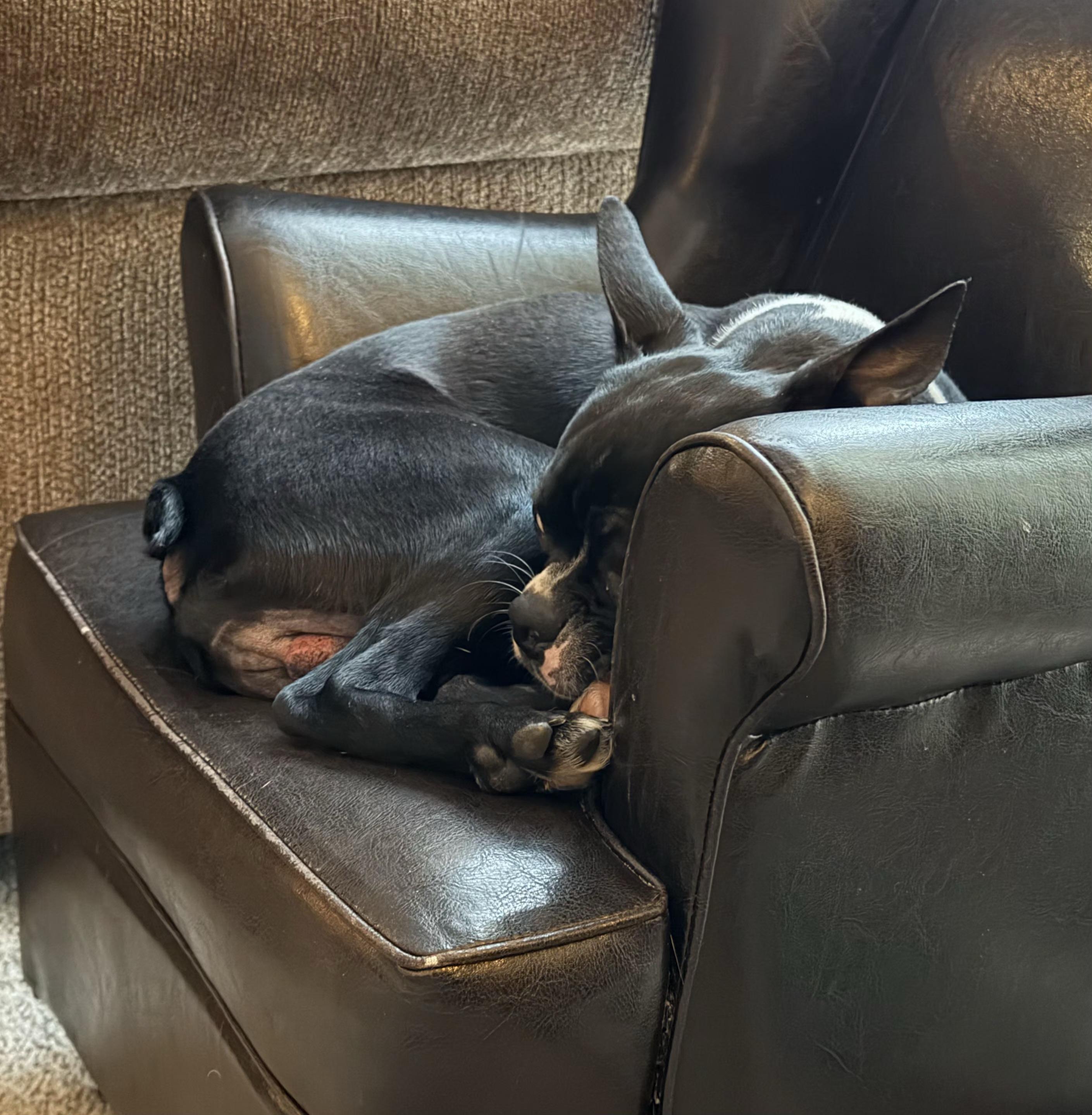 Teddy in IA, a Adoptable Boston Terrier in Des Moines, IA image 3/4