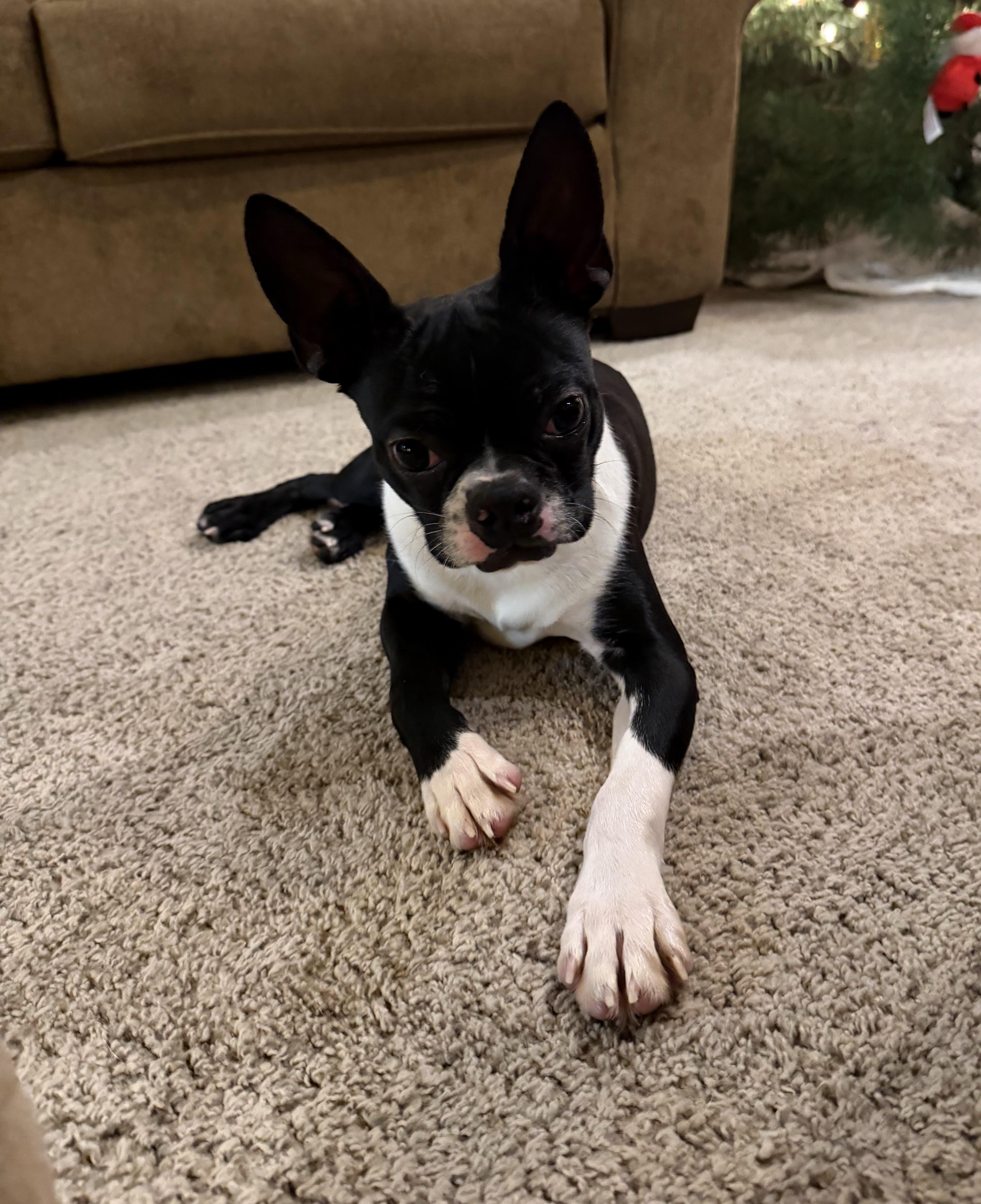 Teddy in IA, a Adoptable Boston Terrier in Des Moines, IA image 4/4