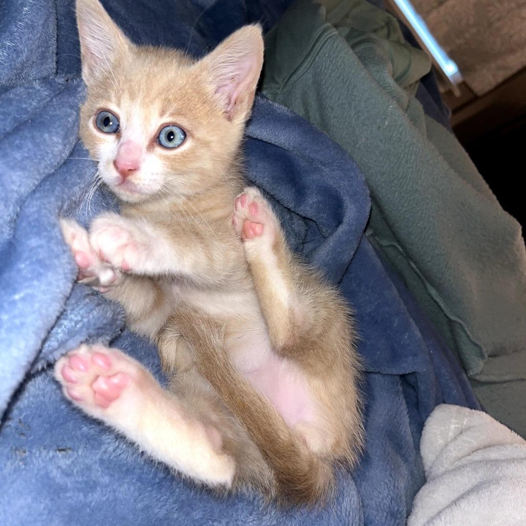 Enlarge Simba, a ADOPTABLE Domestic Short Hair in Chattanooga, TN image 1/6
