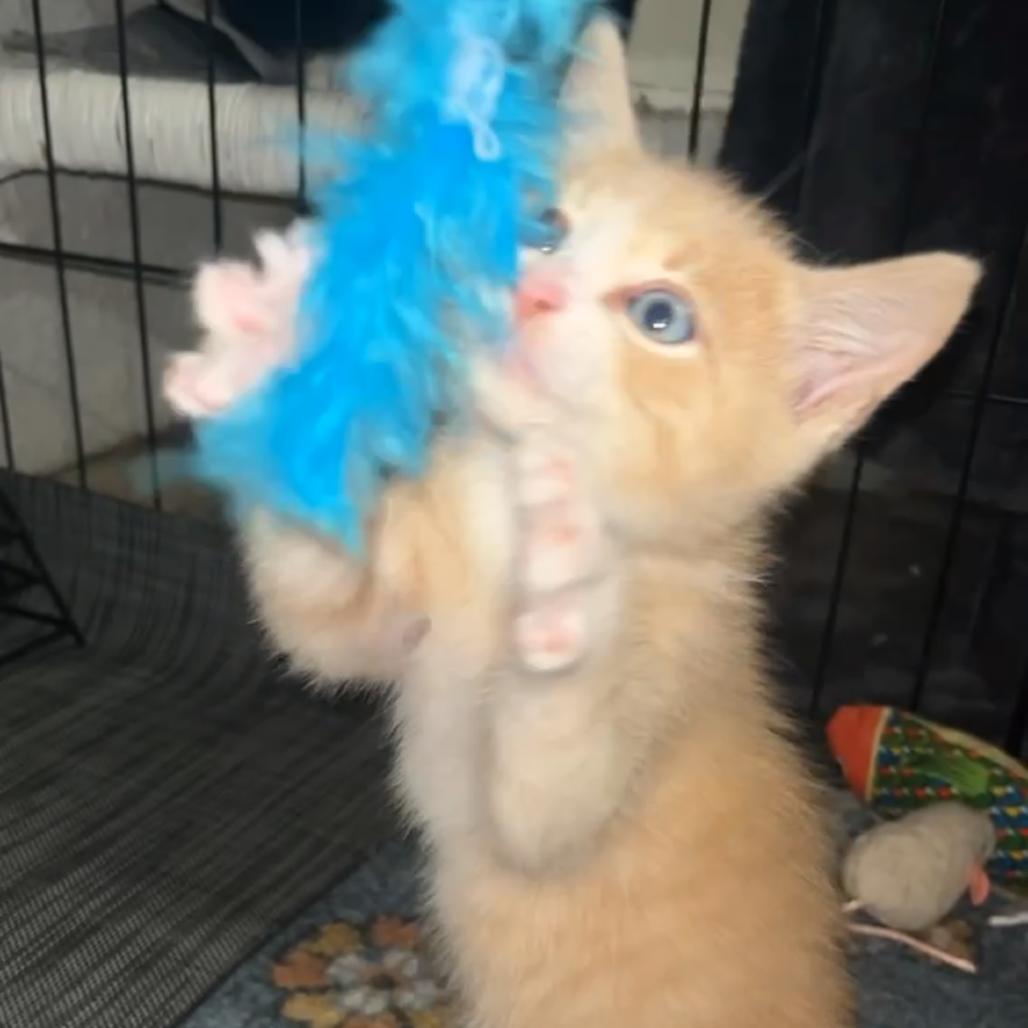 Enlarge Simba, a ADOPTABLE Domestic Short Hair in Chattanooga, TN image 3/6