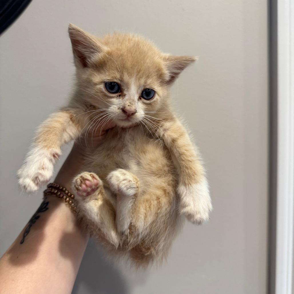 Enlarge Simba, a ADOPTABLE Domestic Short Hair in Chattanooga, TN image 2/6