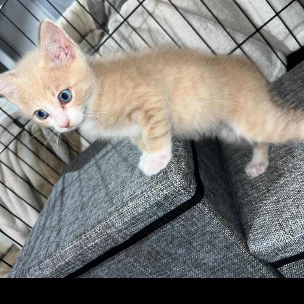 Enlarge Simba, a ADOPTABLE Domestic Short Hair in Chattanooga, TN image 5/6