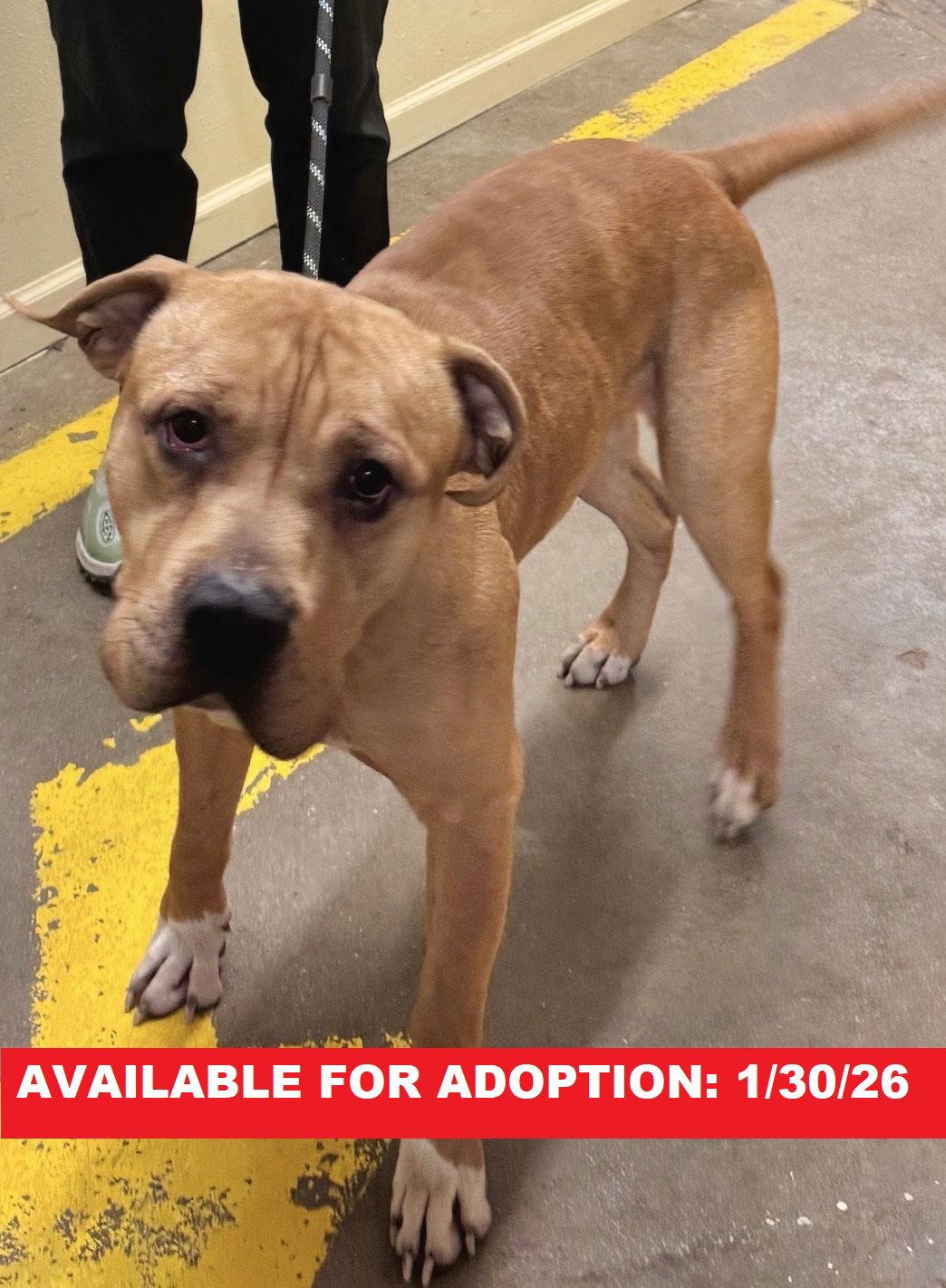 Maverick, Adoptable, Adult Male Pit Bull Terrier.