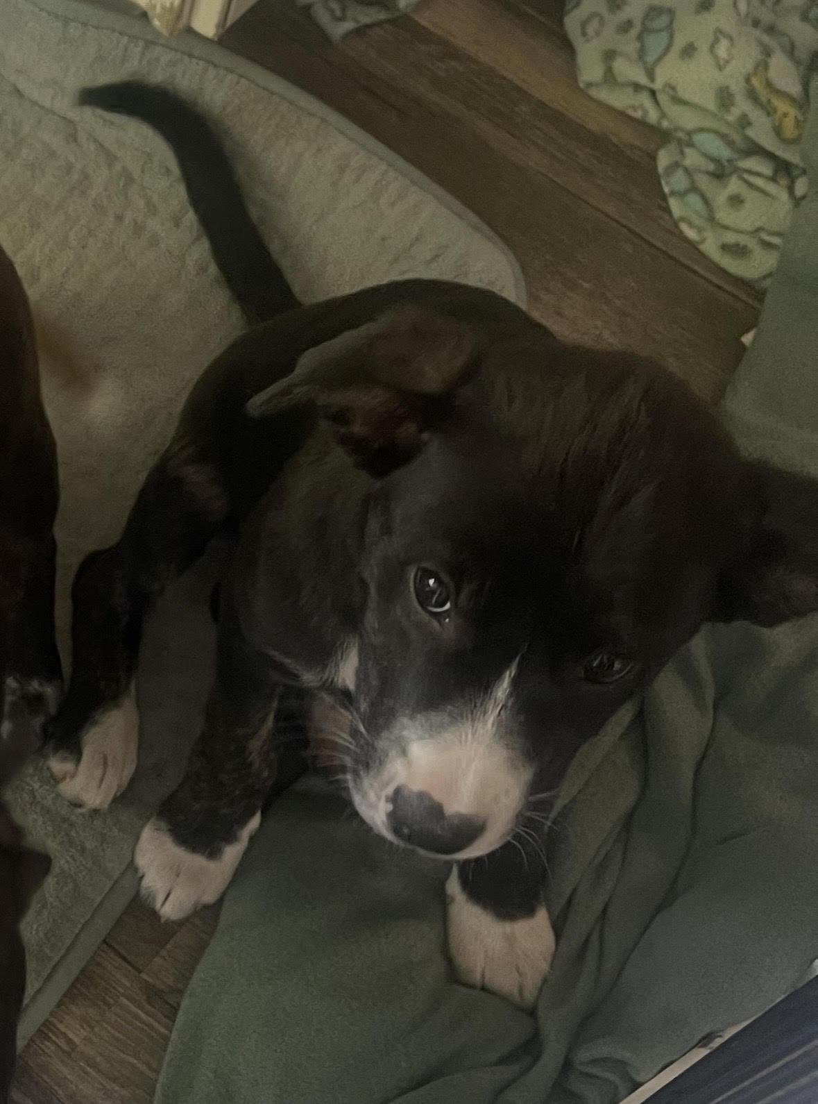 Enlarge Reese, a Adoptable mixed breed in Addison, IL image 1/1