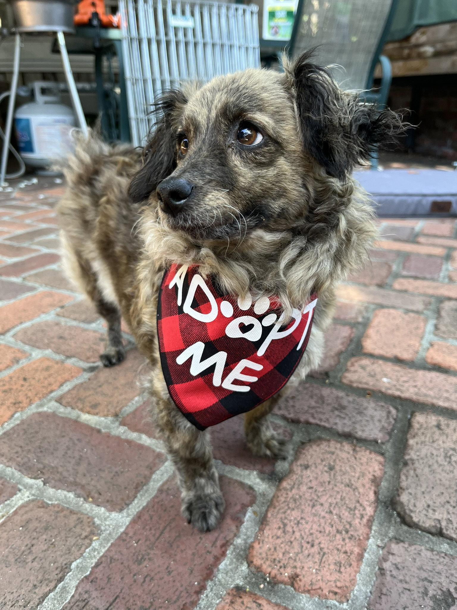 Birdie and Minnie BONDED PAIR BLIND DOGS, Adoptable, Adult Female Poodle & Chihuahua.