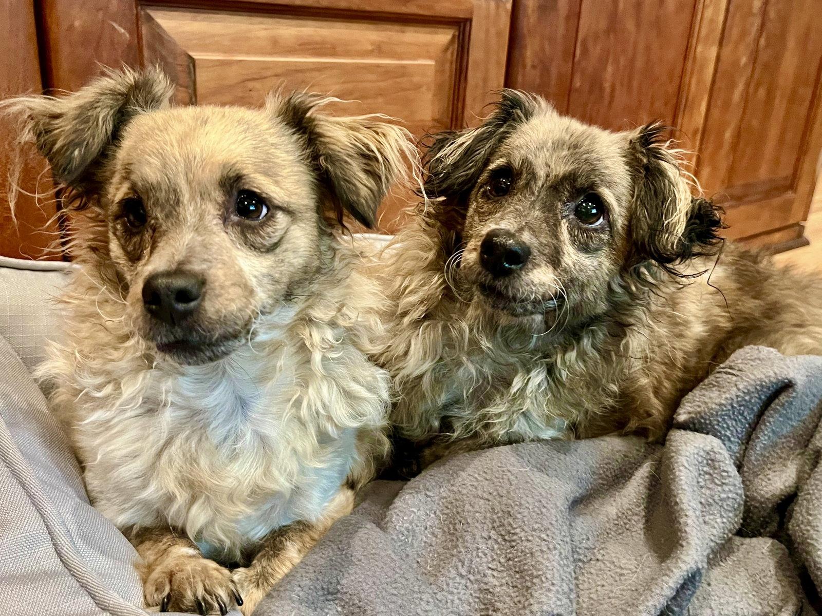 Birdie and Minnie BONDED PAIR BLIND DOGS, Adoptable, Adult Female Poodle & Chihuahua.