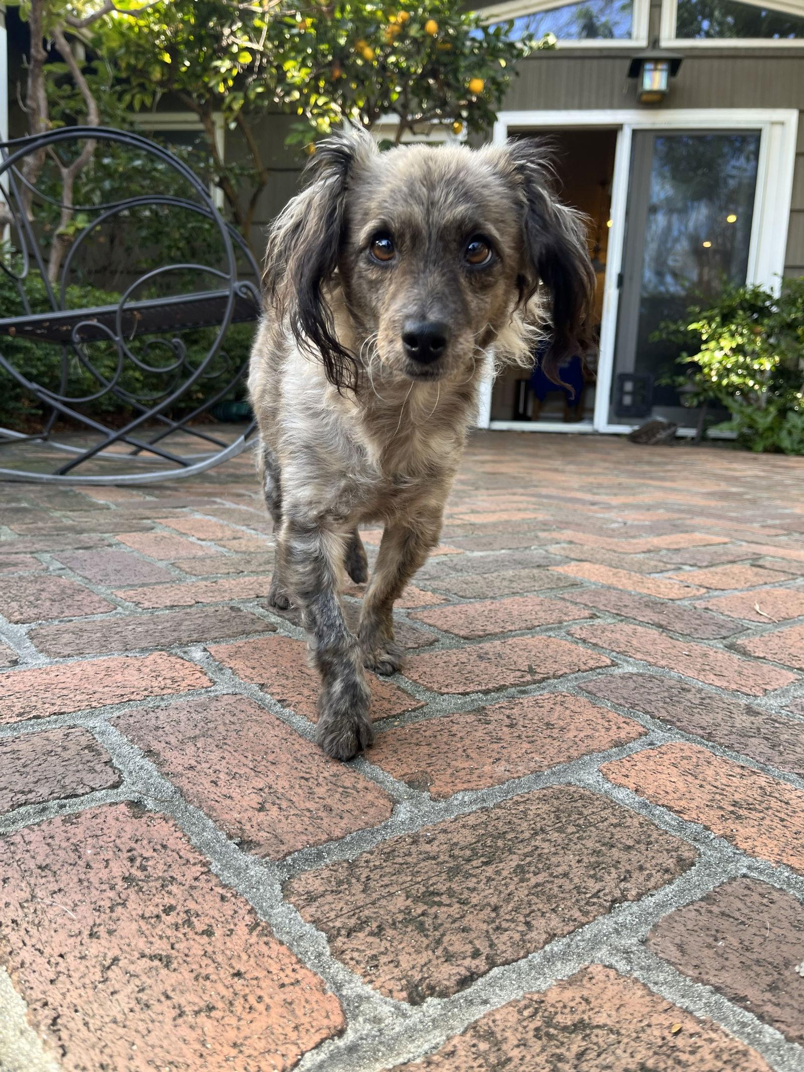 Enlarge Birdie and Minnie BONDED PAIR BLIND DOGS, a Adoptable mixed breed in San Francisco, CA image 1/3