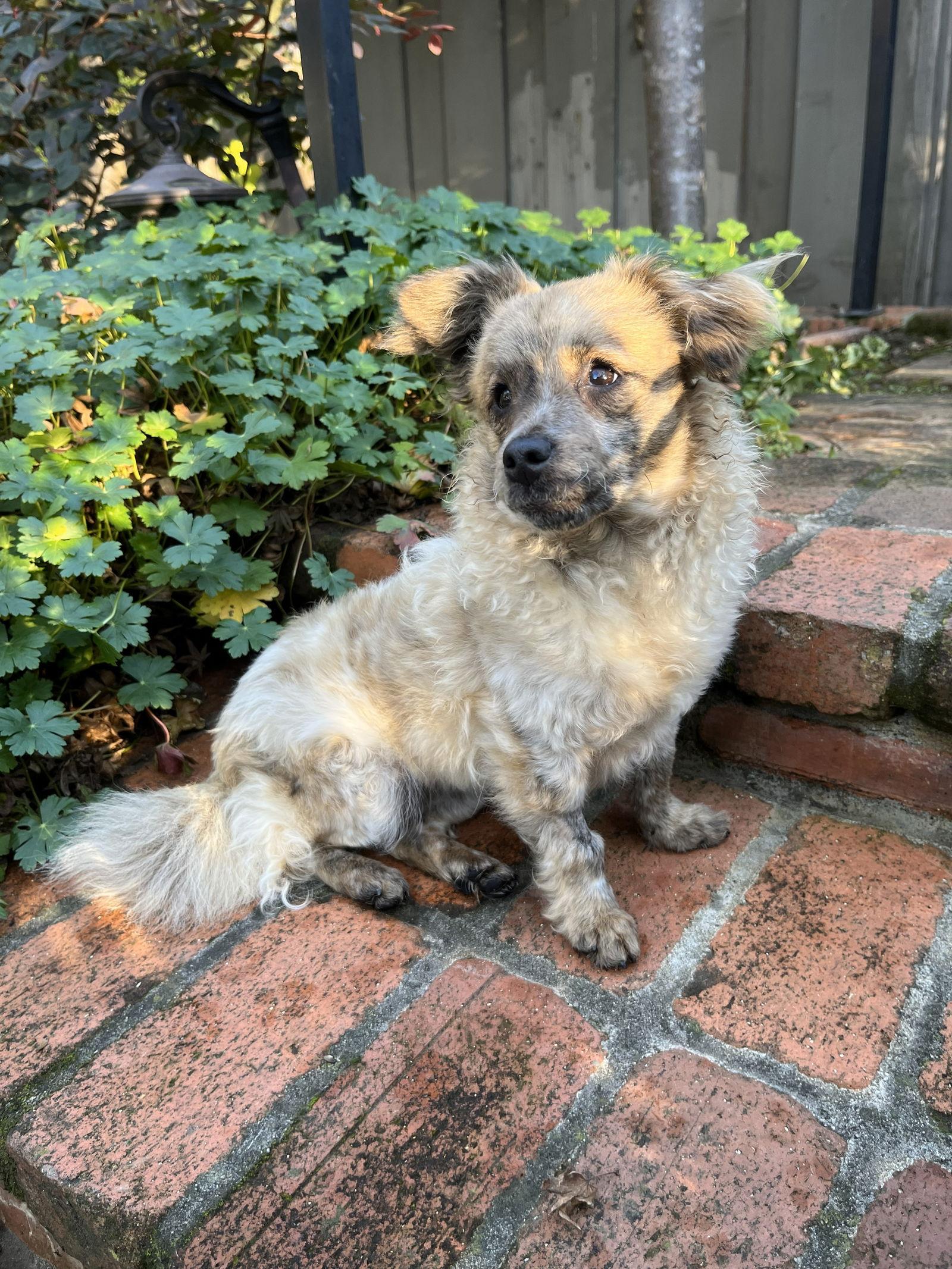 Enlarge Birdie and Minnie BONDED PAIR BLIND DOGS, a Adoptable mixed breed in San Francisco, CA image 2/3