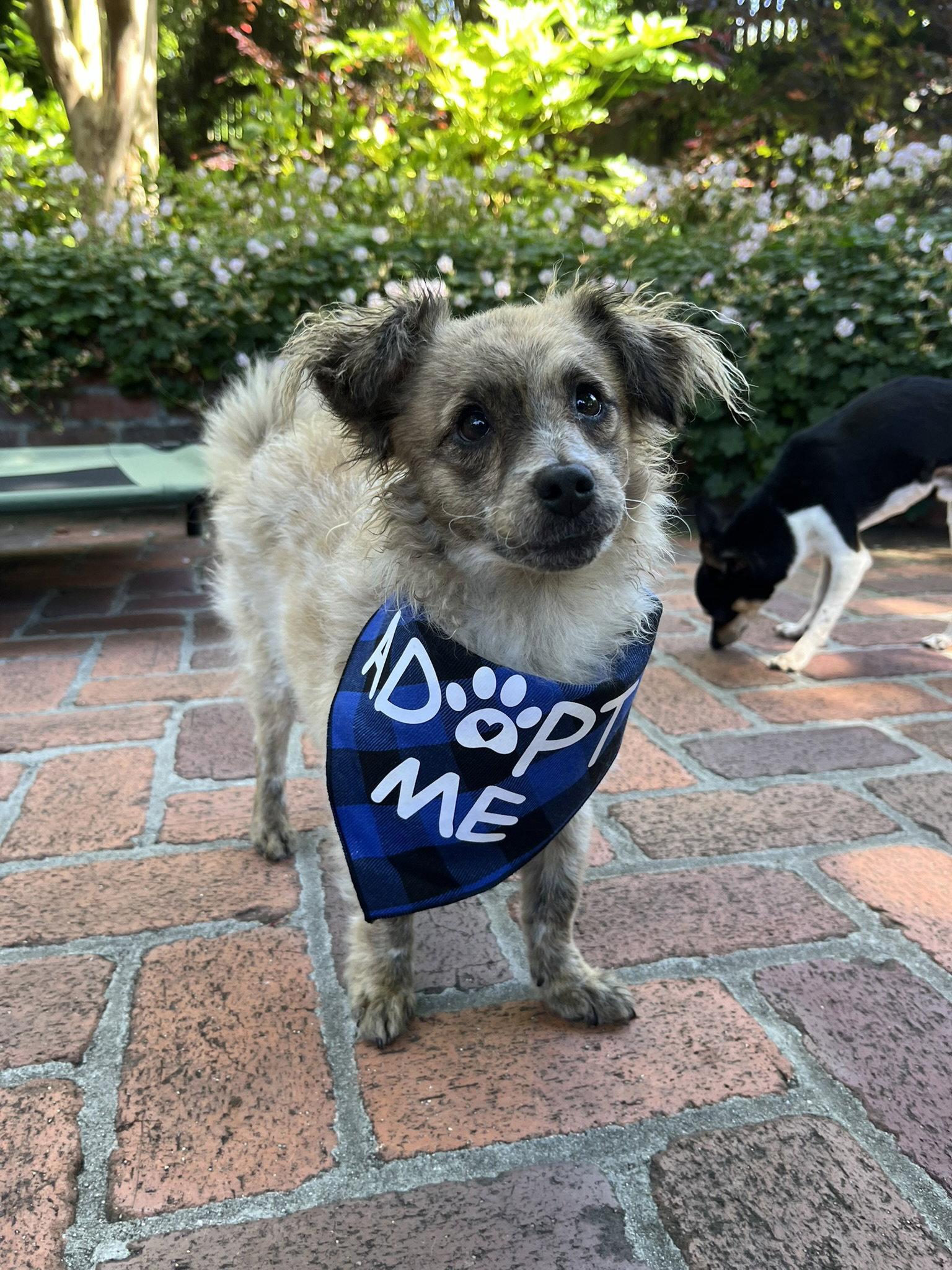 Enlarge Birdie and Minnie BONDED PAIR BLIND DOGS, a Adoptable mixed breed in San Francisco, CA image 3/3